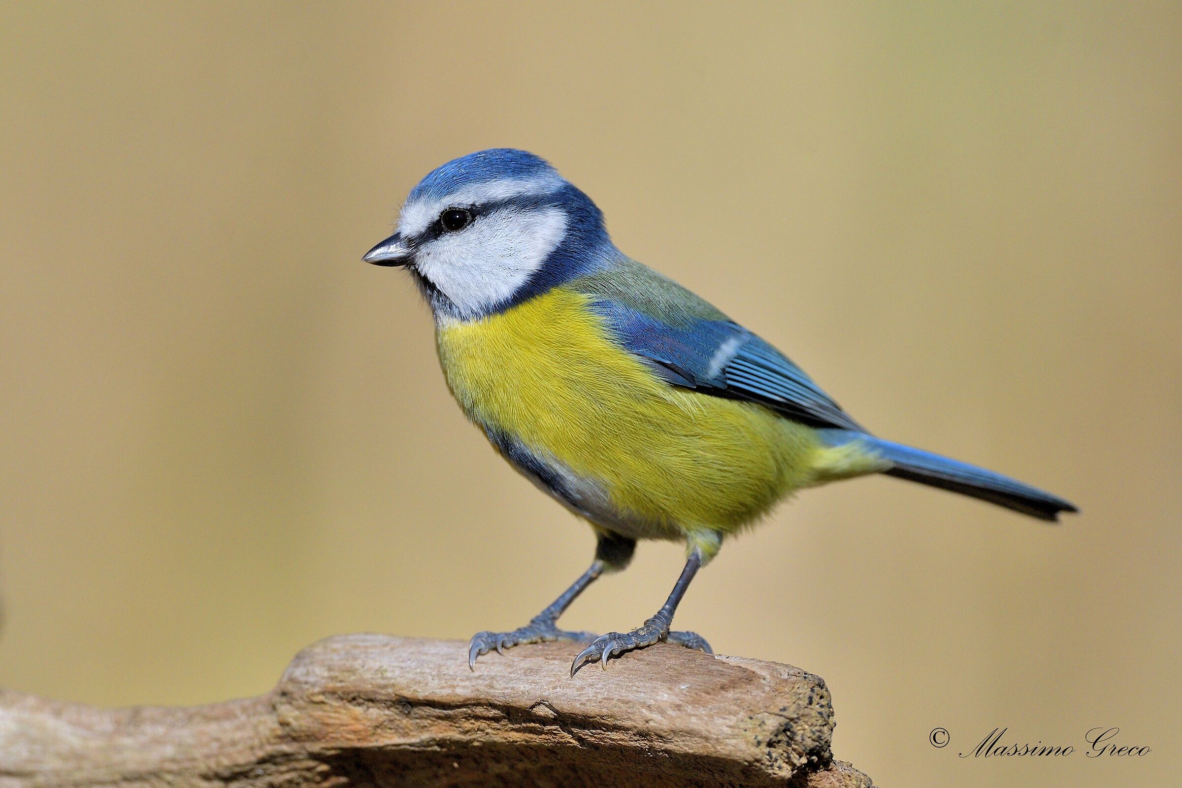 Cinciarella (Cyanistes caeruleus)...