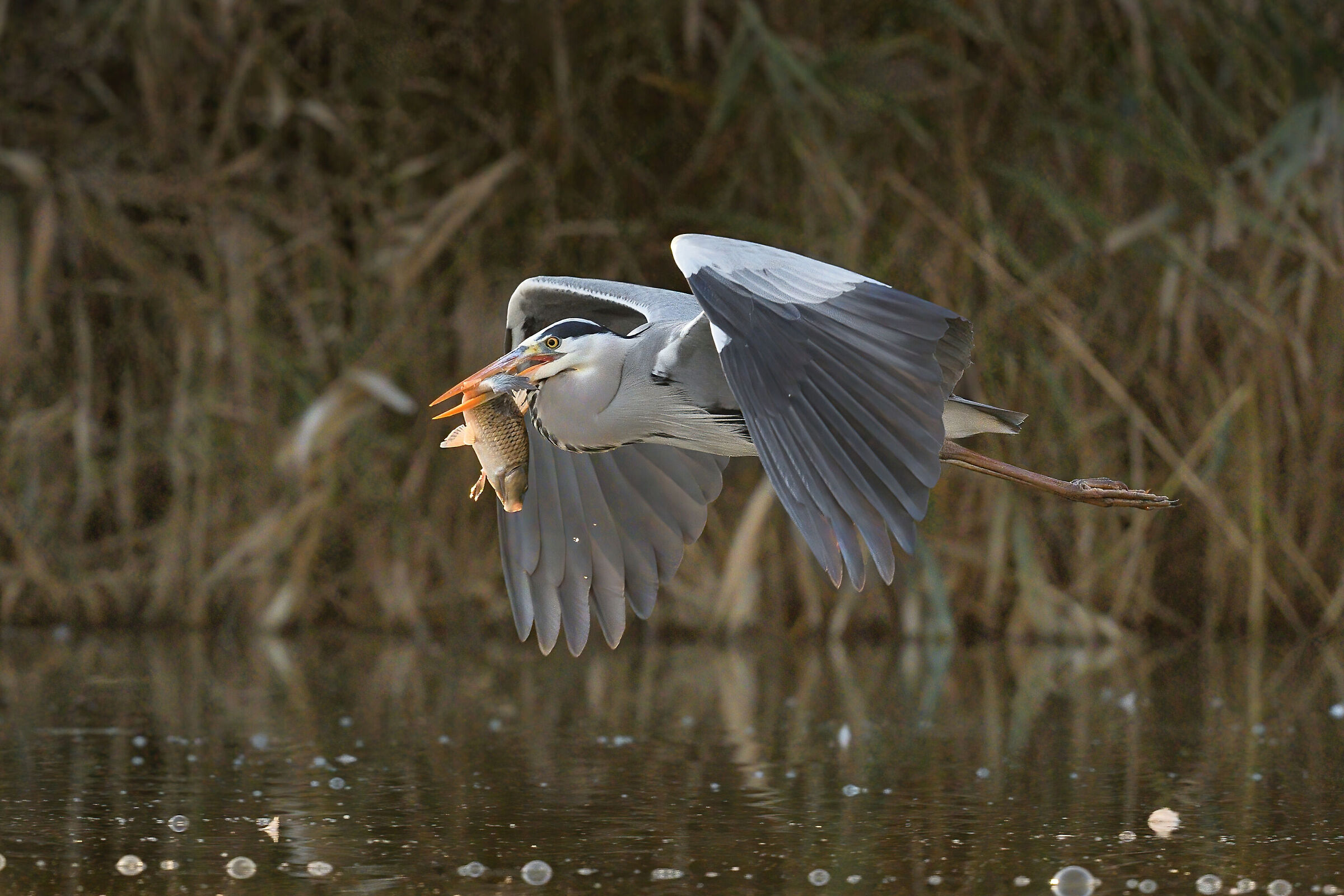Grey heron with prey...