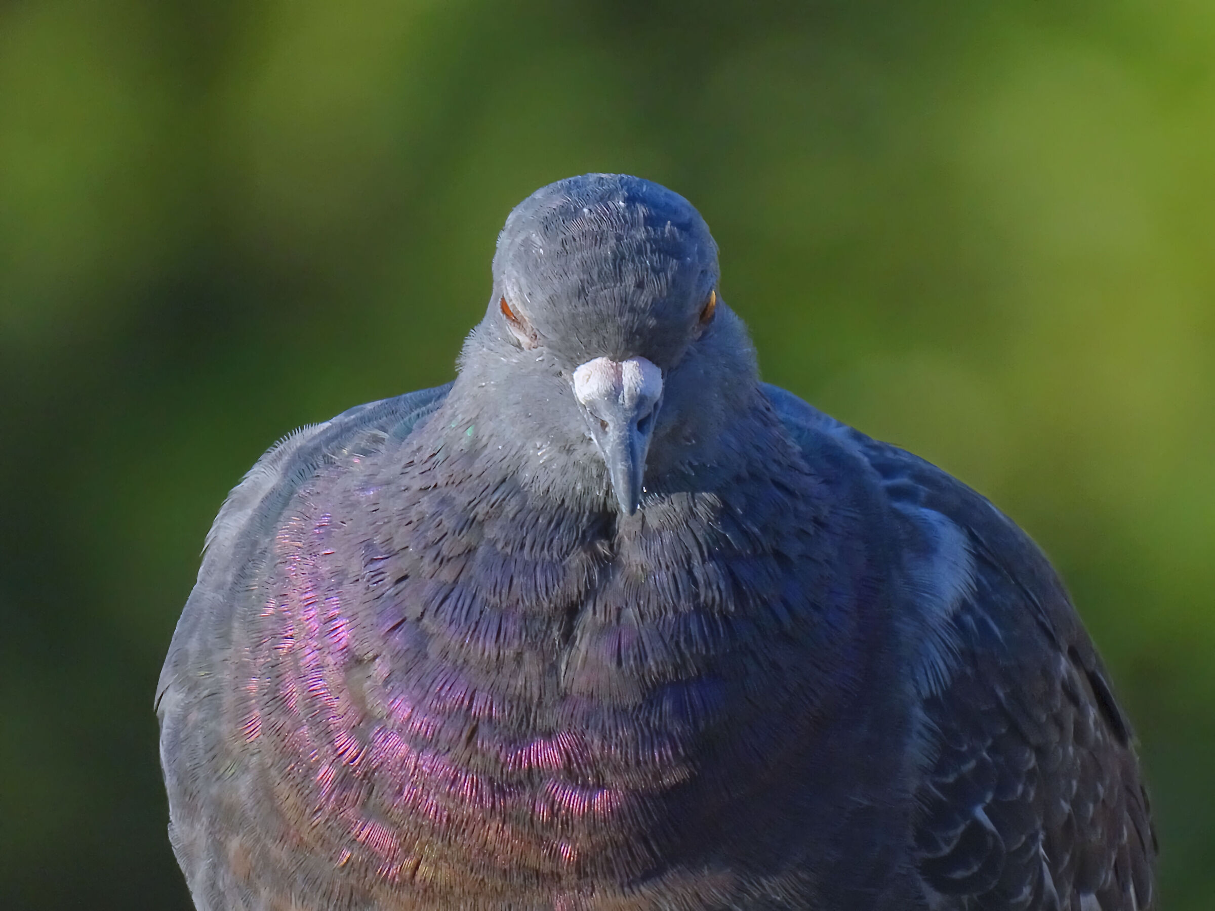 Pigeon portrait...