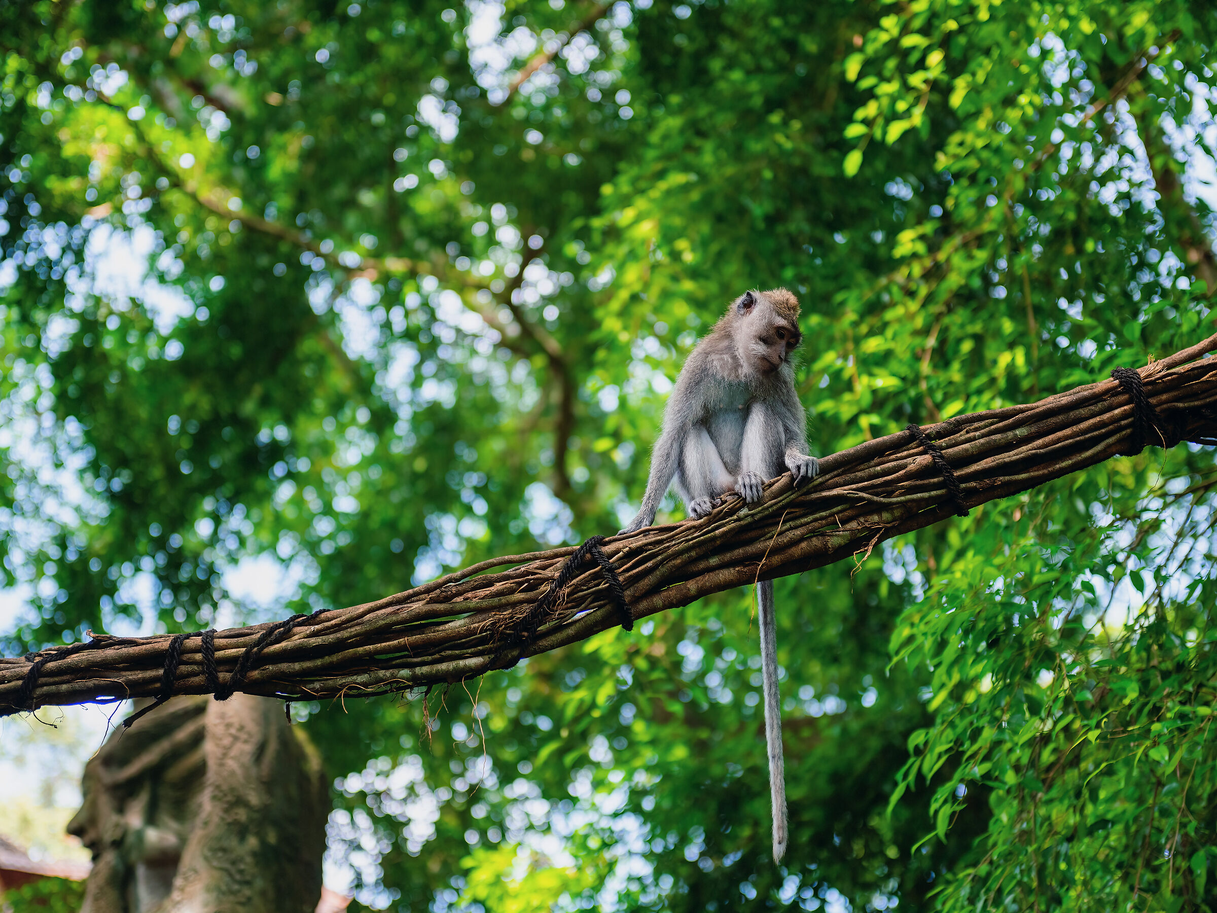 Monkey Forest (Ubud)...