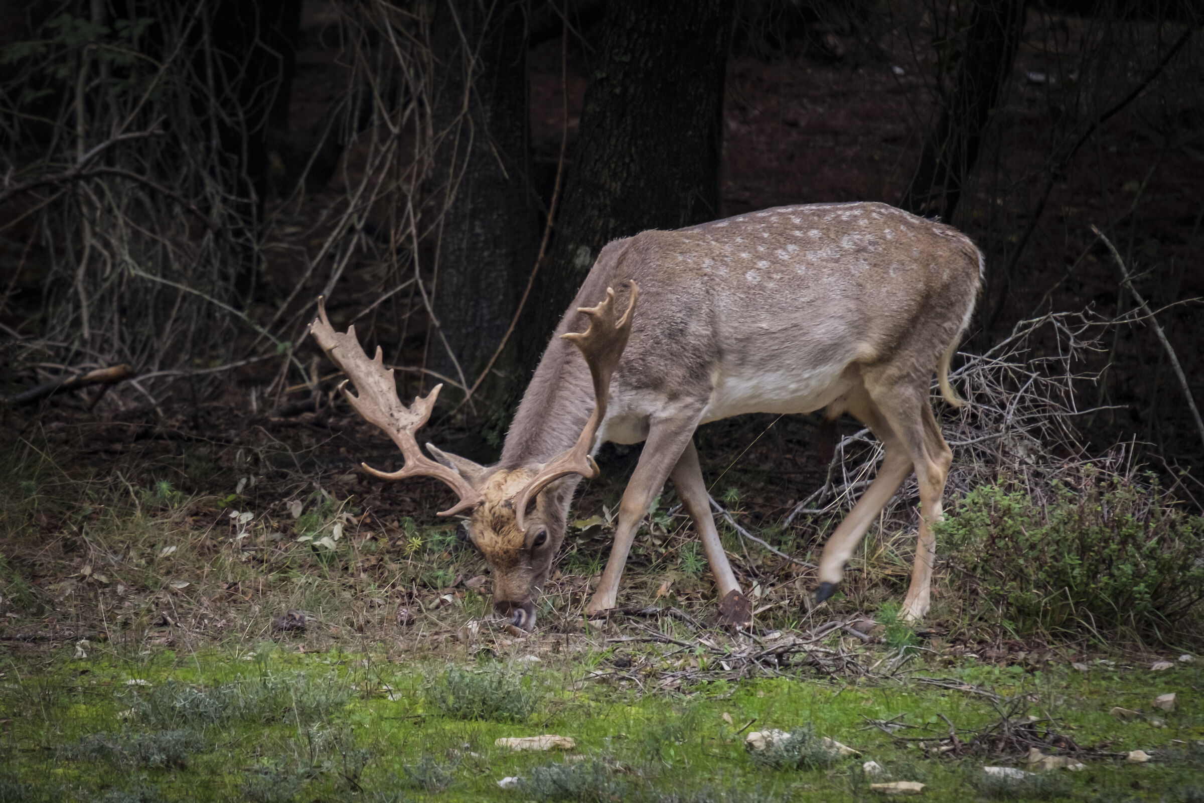 Falla deer in the Park of San Rossore...