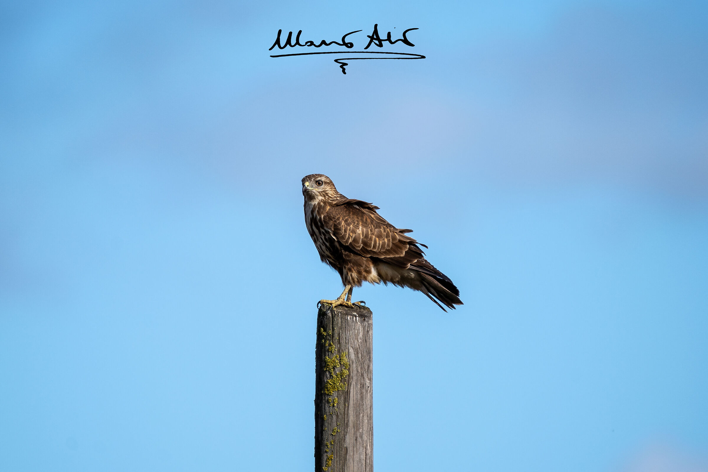 Buzzard...