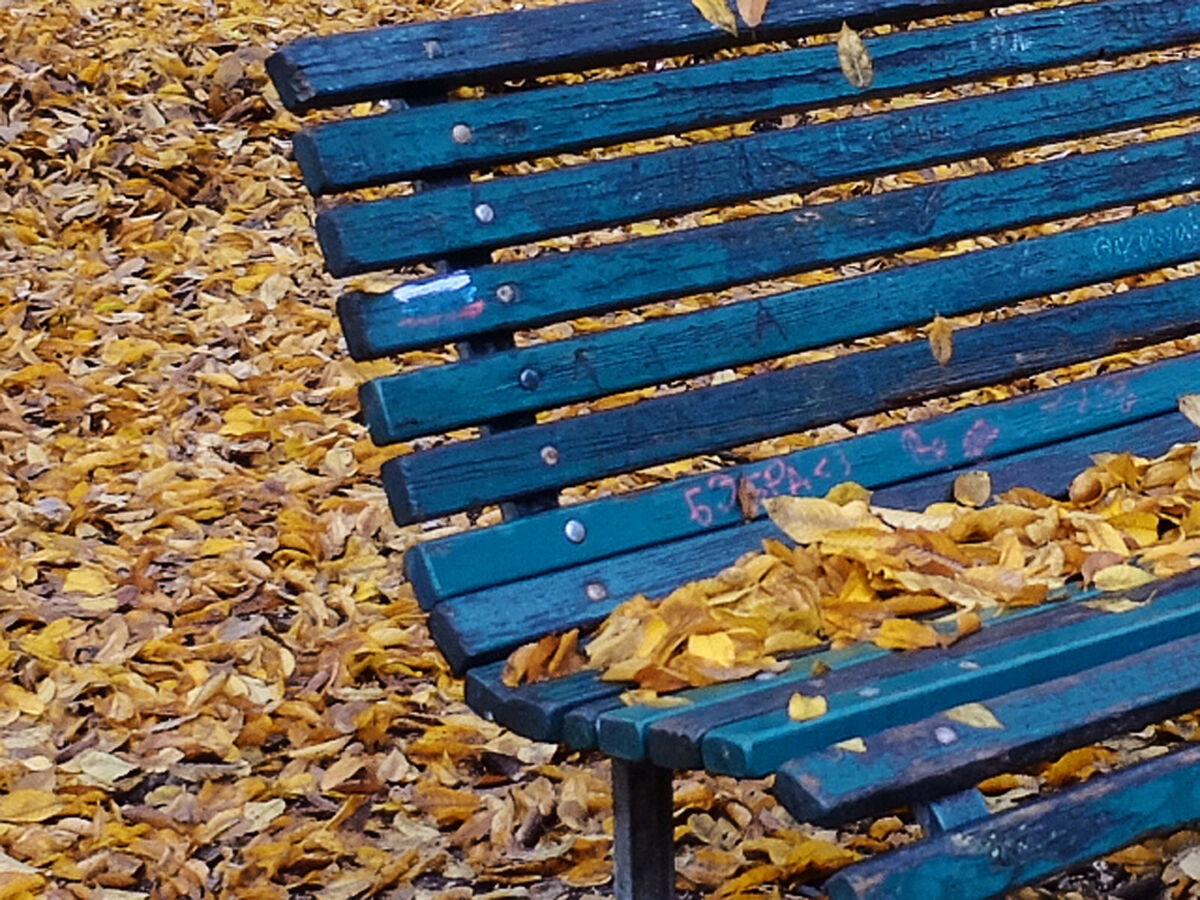 autumn in.. bench...