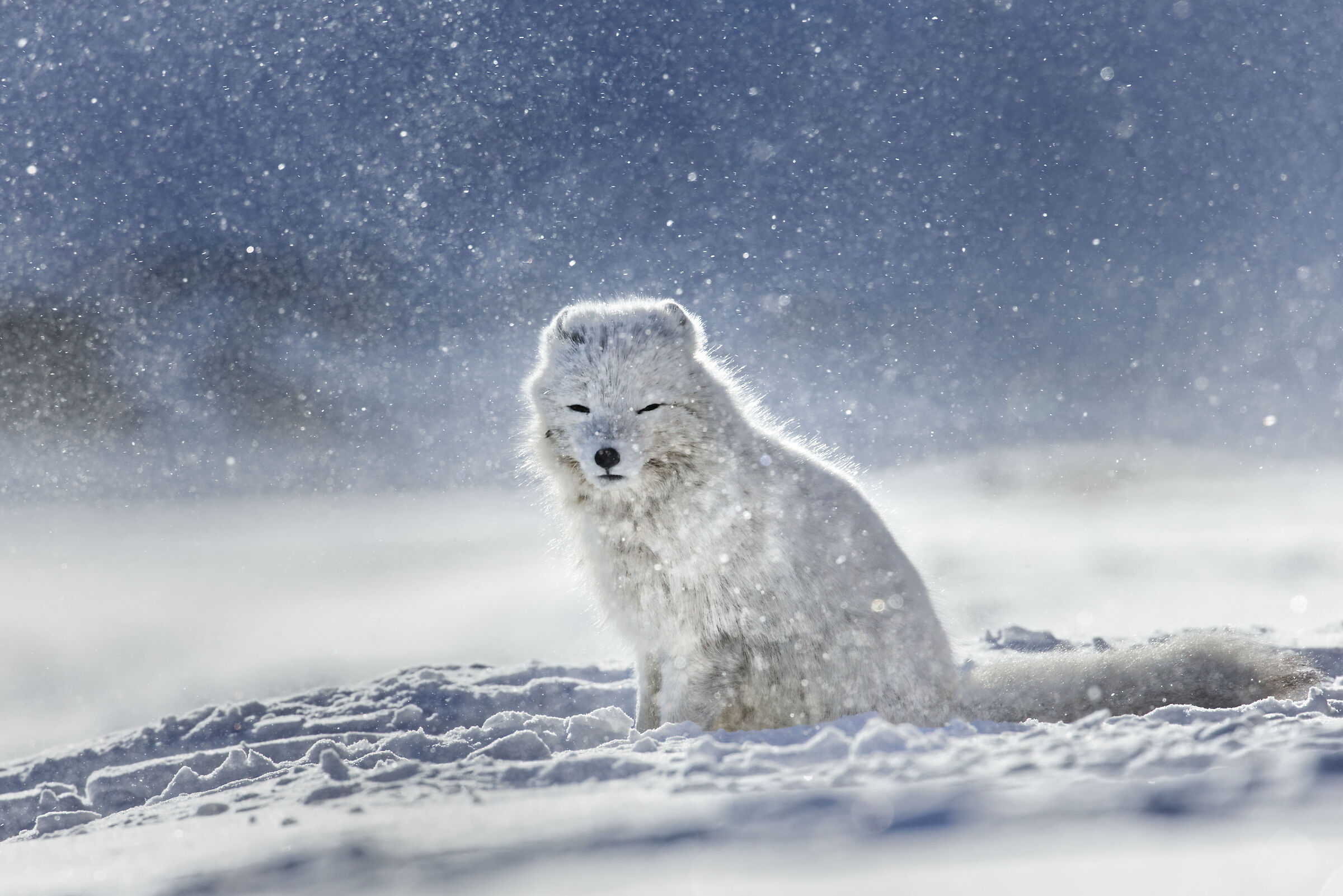 Arctic fox in the blizzard...