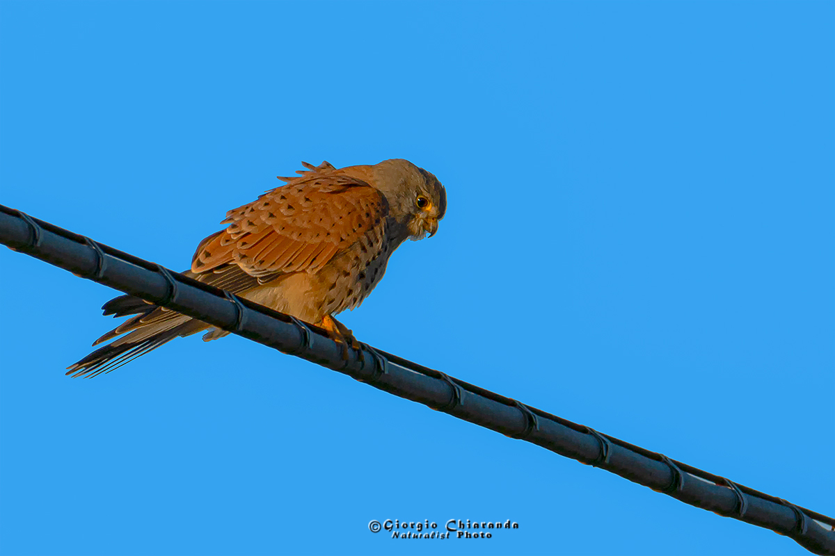 Kestrel M (Falco tinnonculus)...