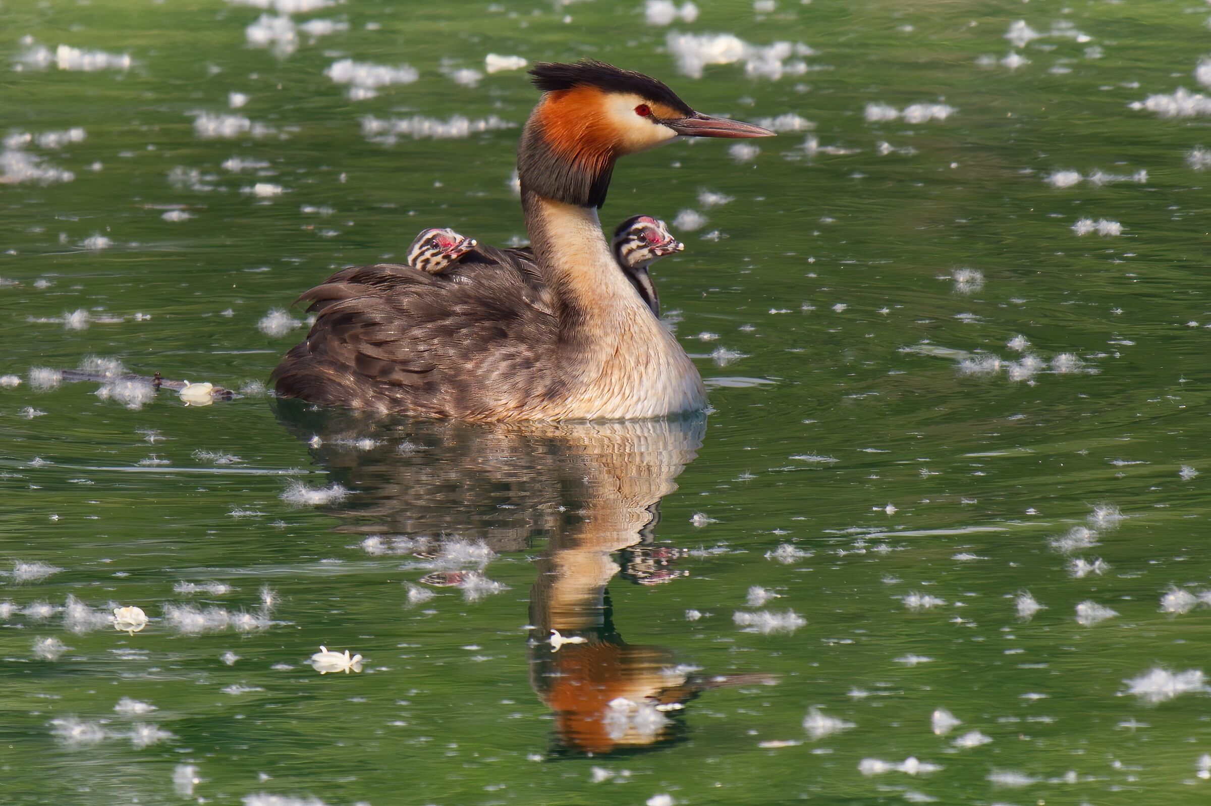 The Grebe with 3 heads ...