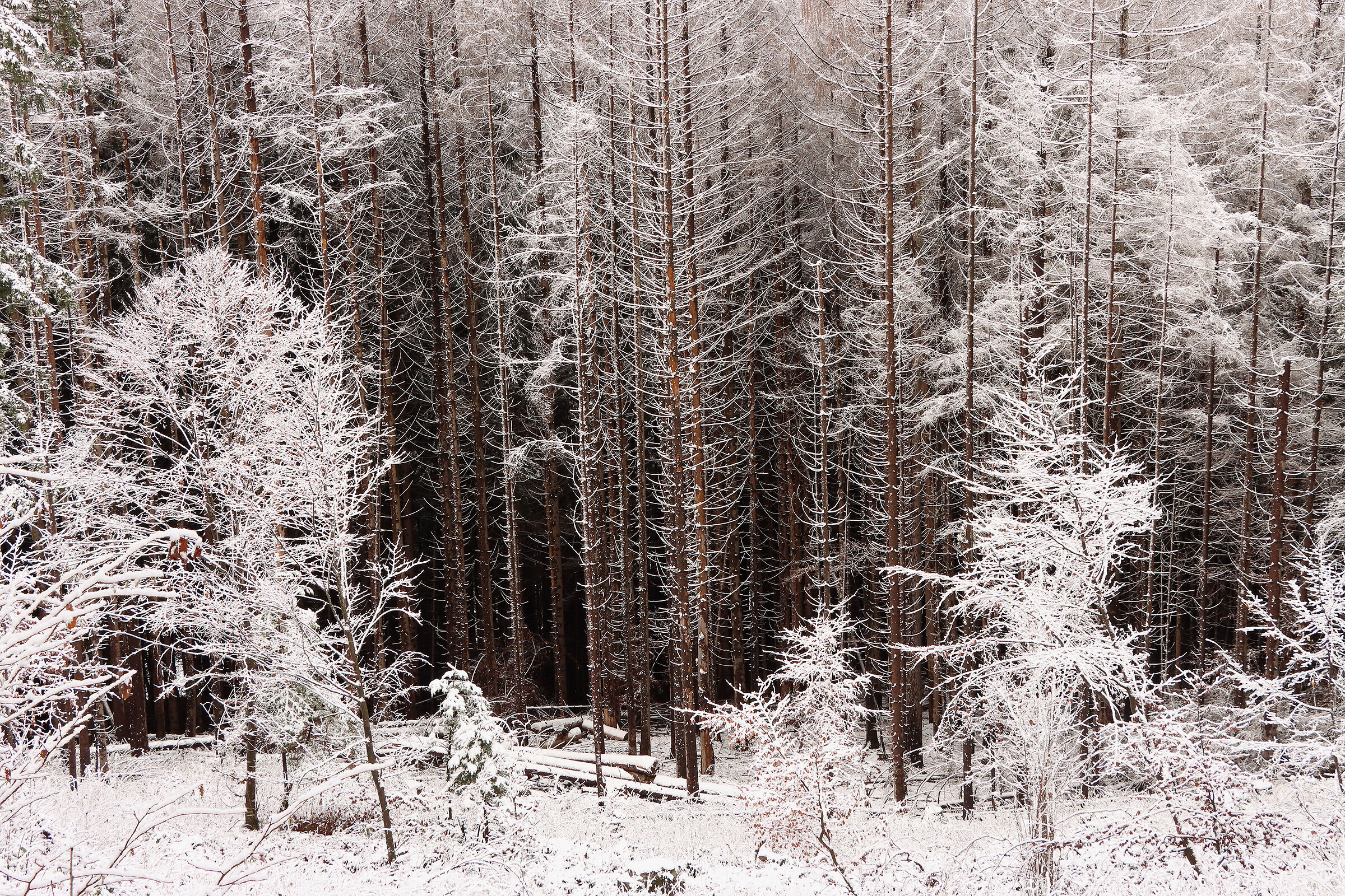 winter fir trees...