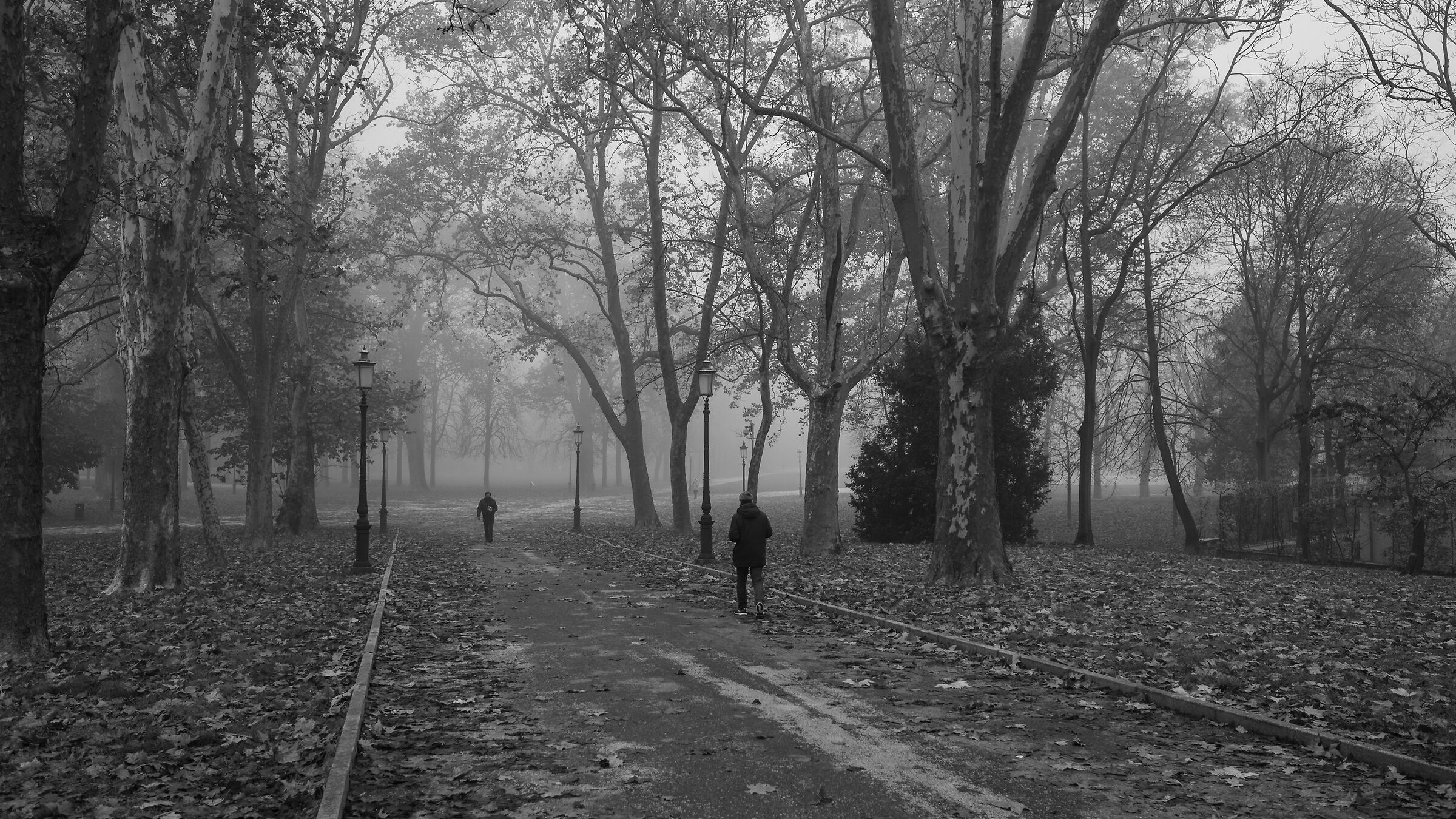 Morning with fog Parco Ducale (PR)...