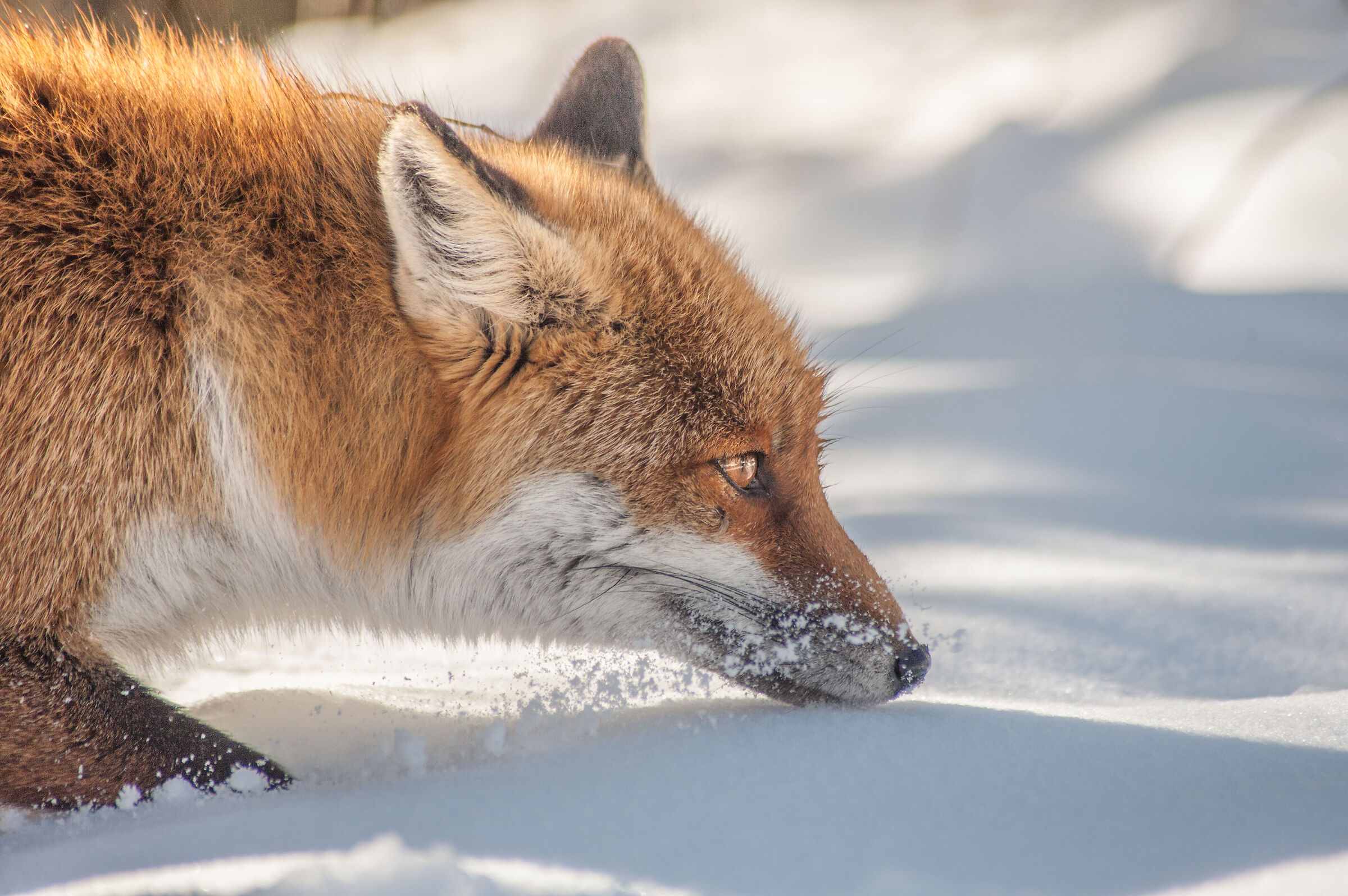 The fox and the snow...