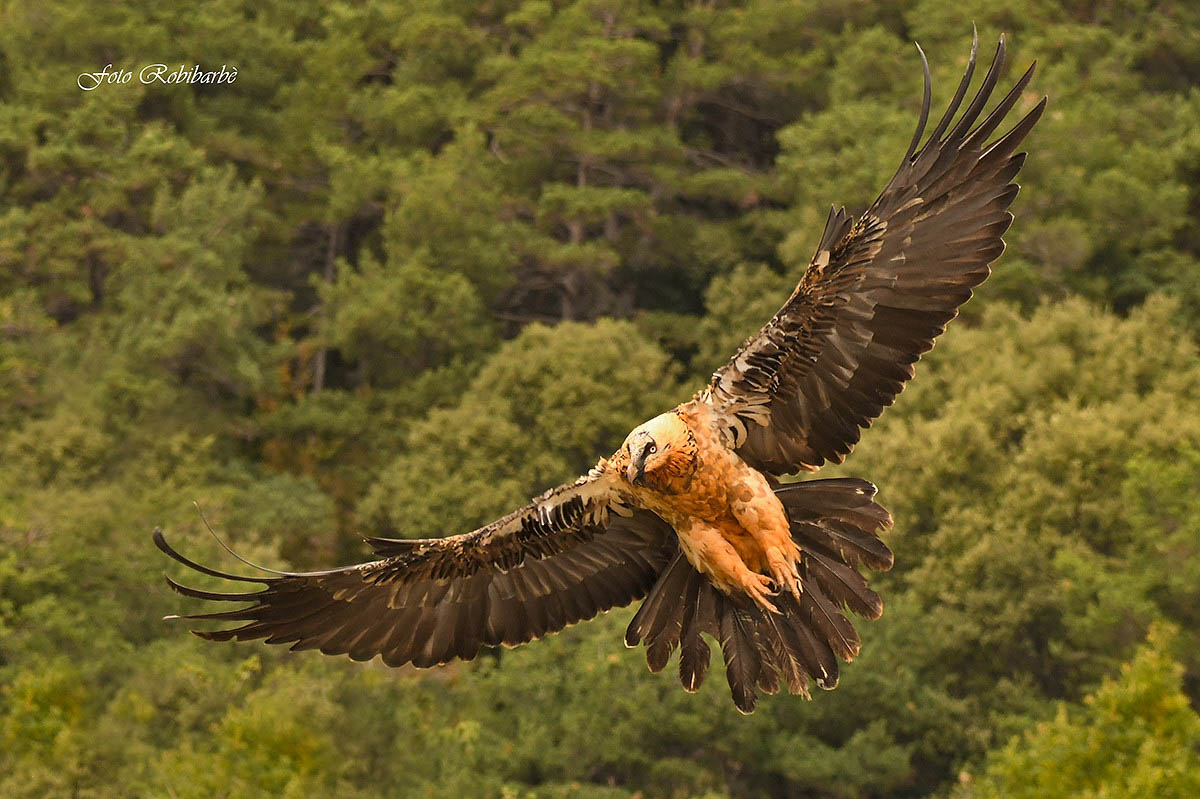 Here comes the ... Bearded vulture......