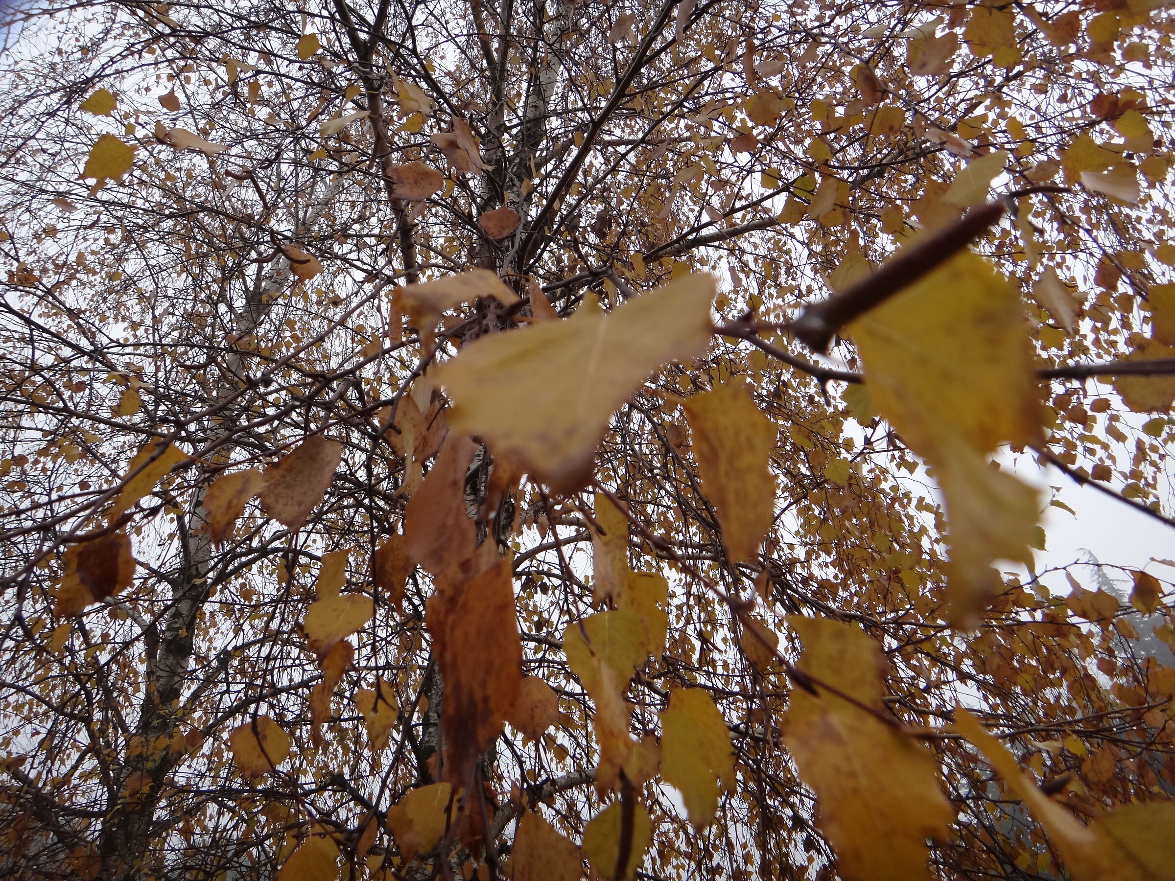 Rain of leaves...