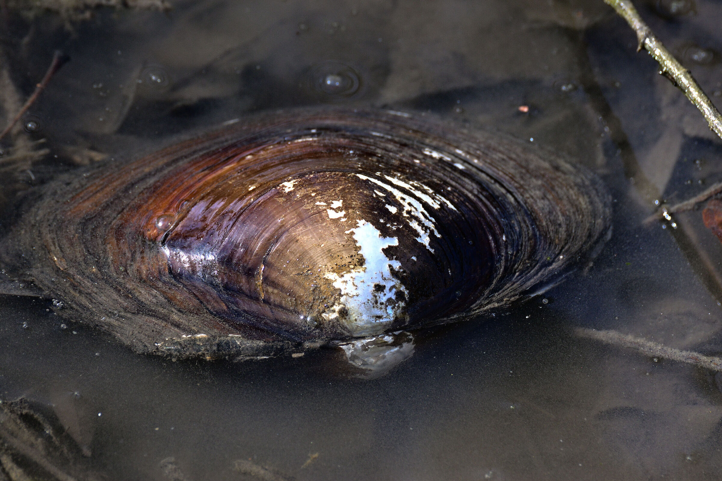Freshwater mussel...