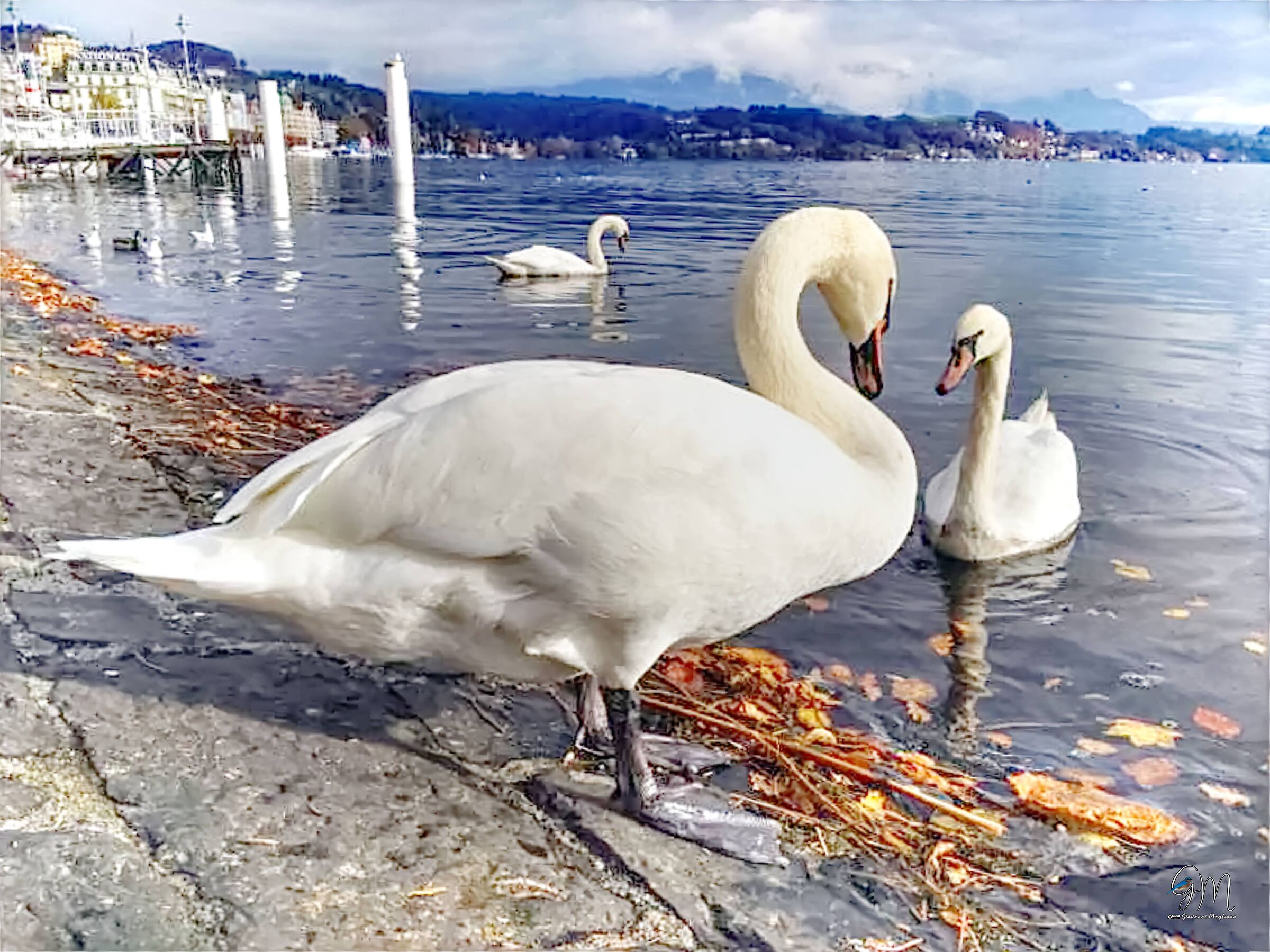 Cigni nel Lago di Lucerna...