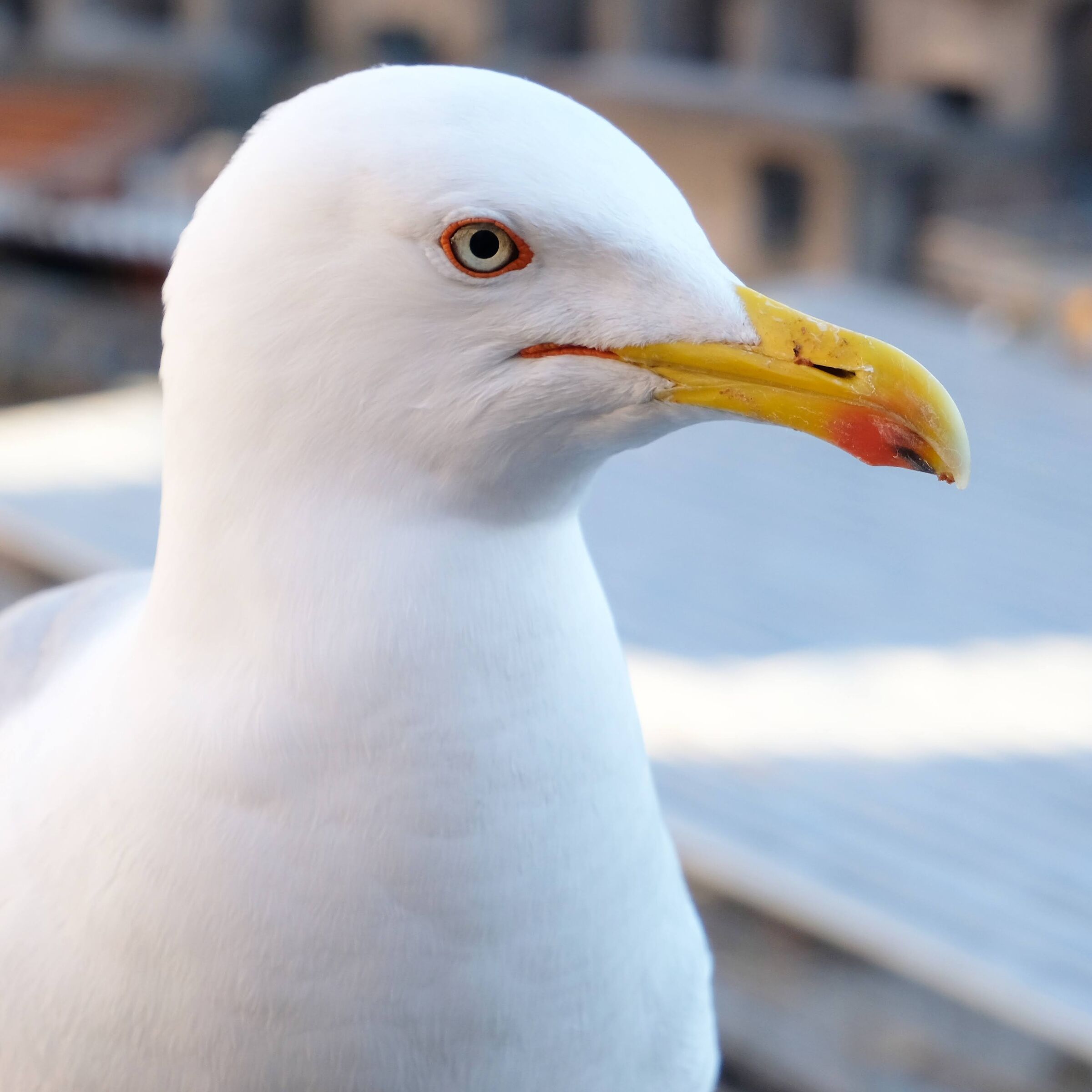 seagull posing...