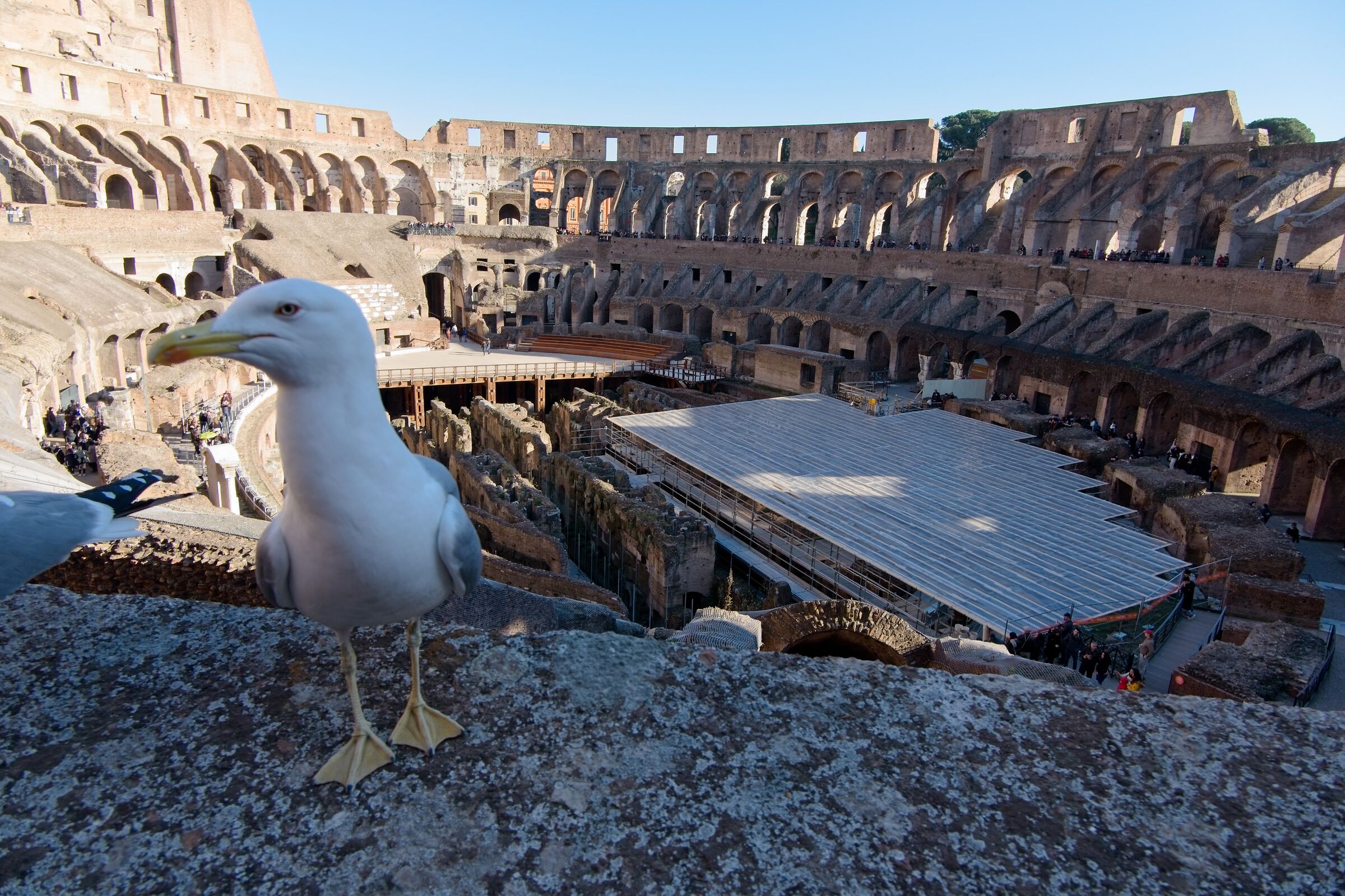 Seagull at the Colosseum...