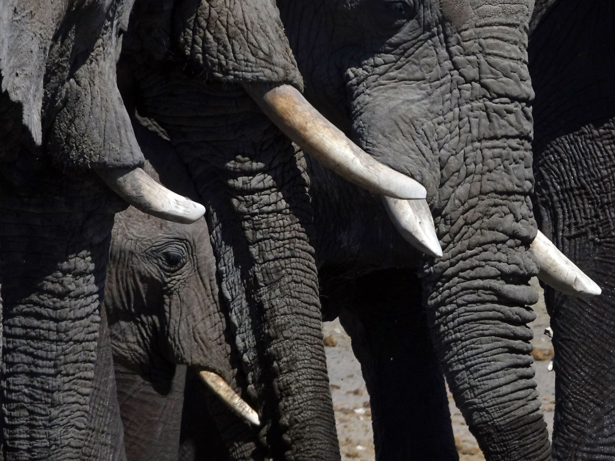 Elephants in Namibia...