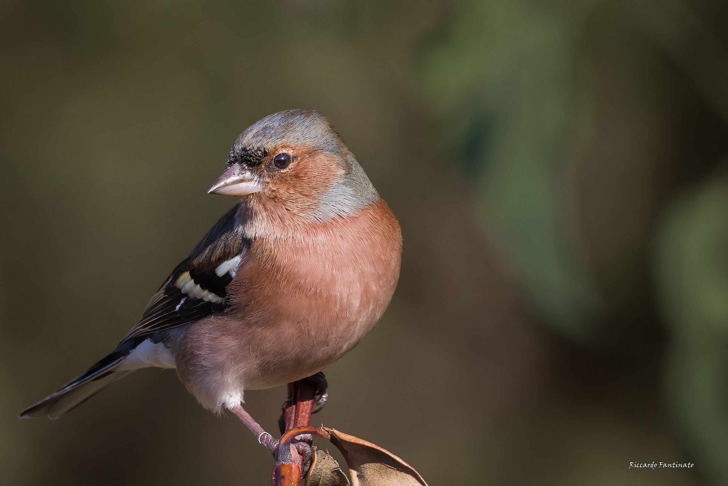 I'm really nice, I'm the Chaffinch :) ...