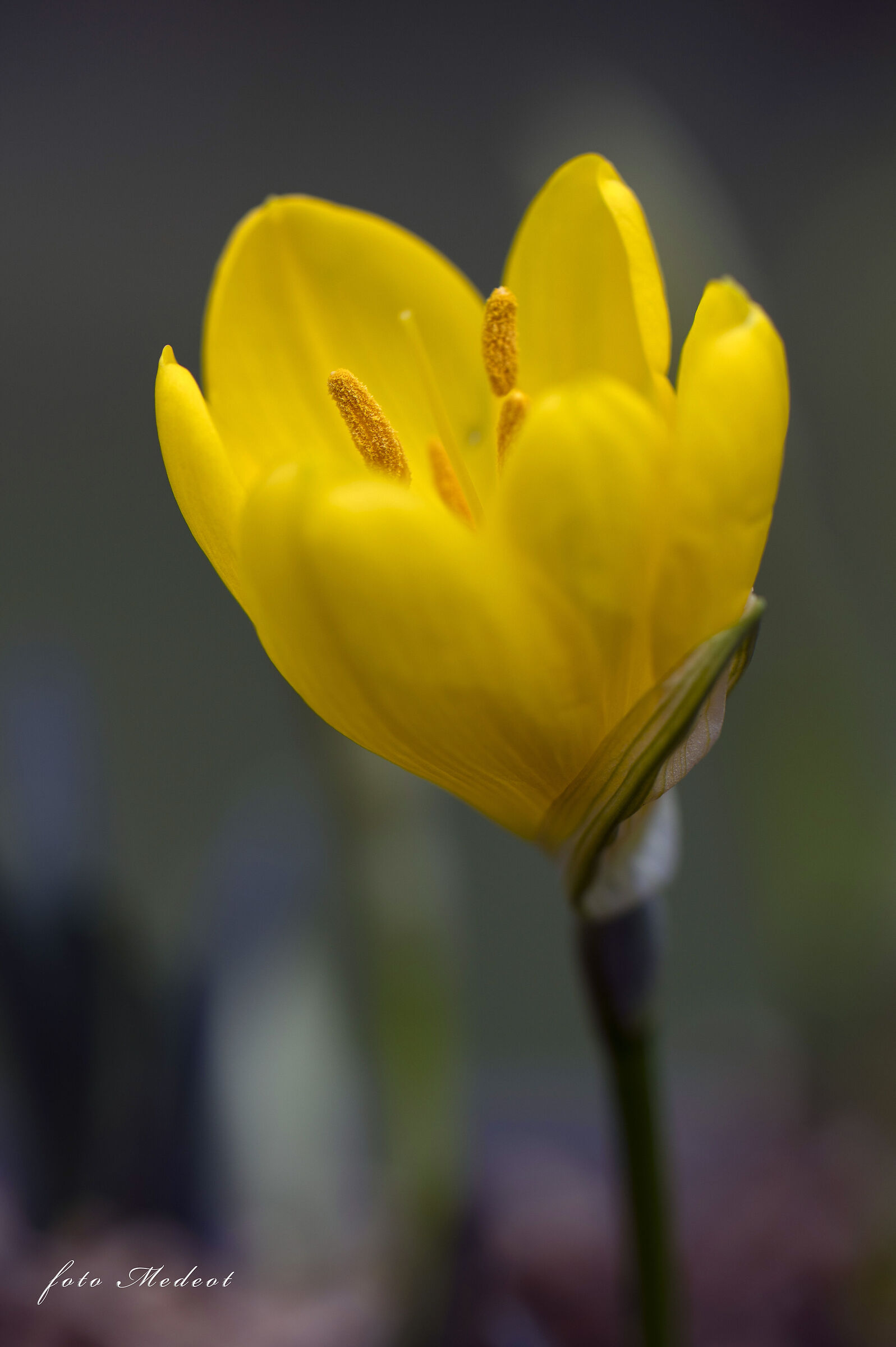 Crocus Giallo...