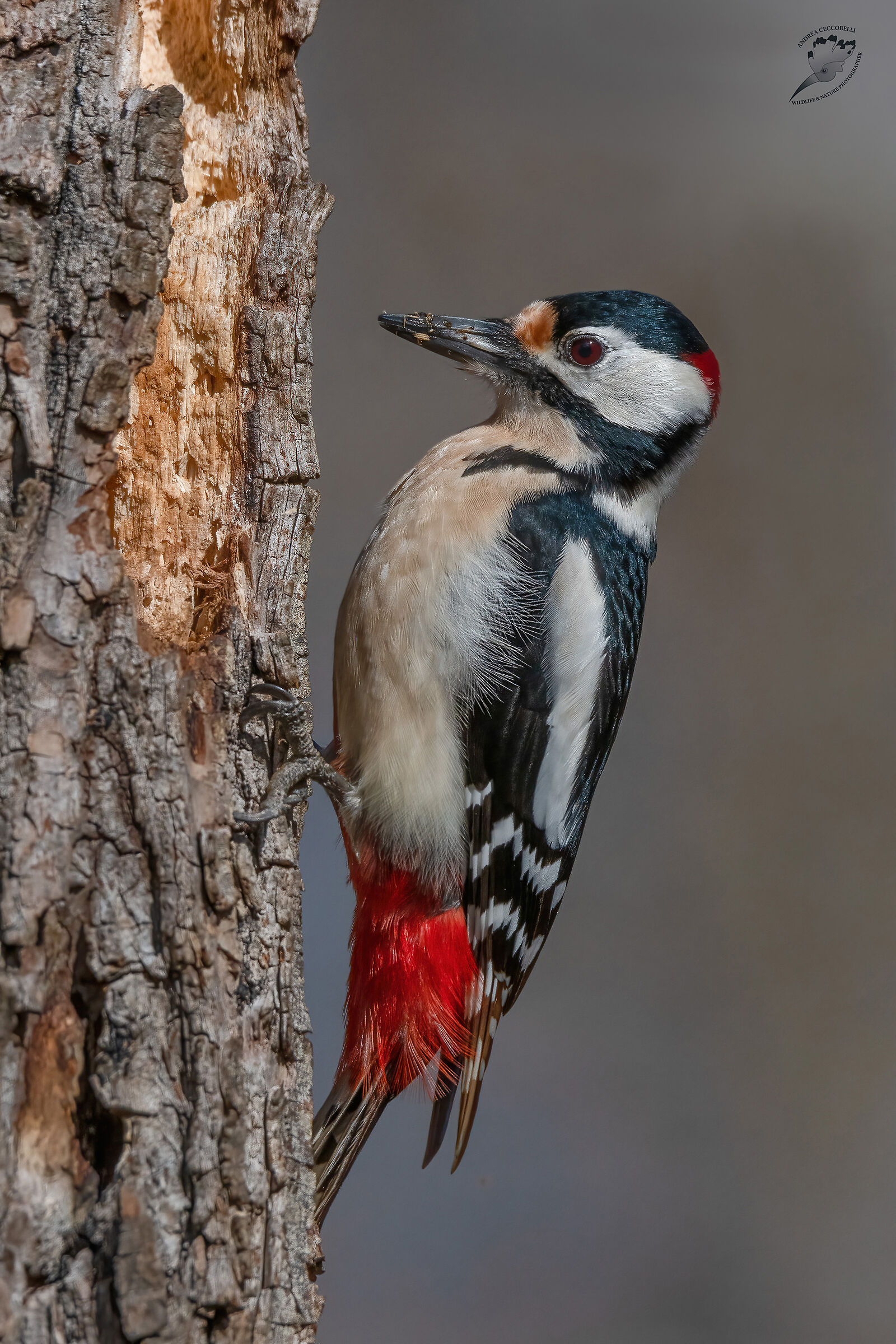 Greater red woodpecker (m) - Dendrocopos major...