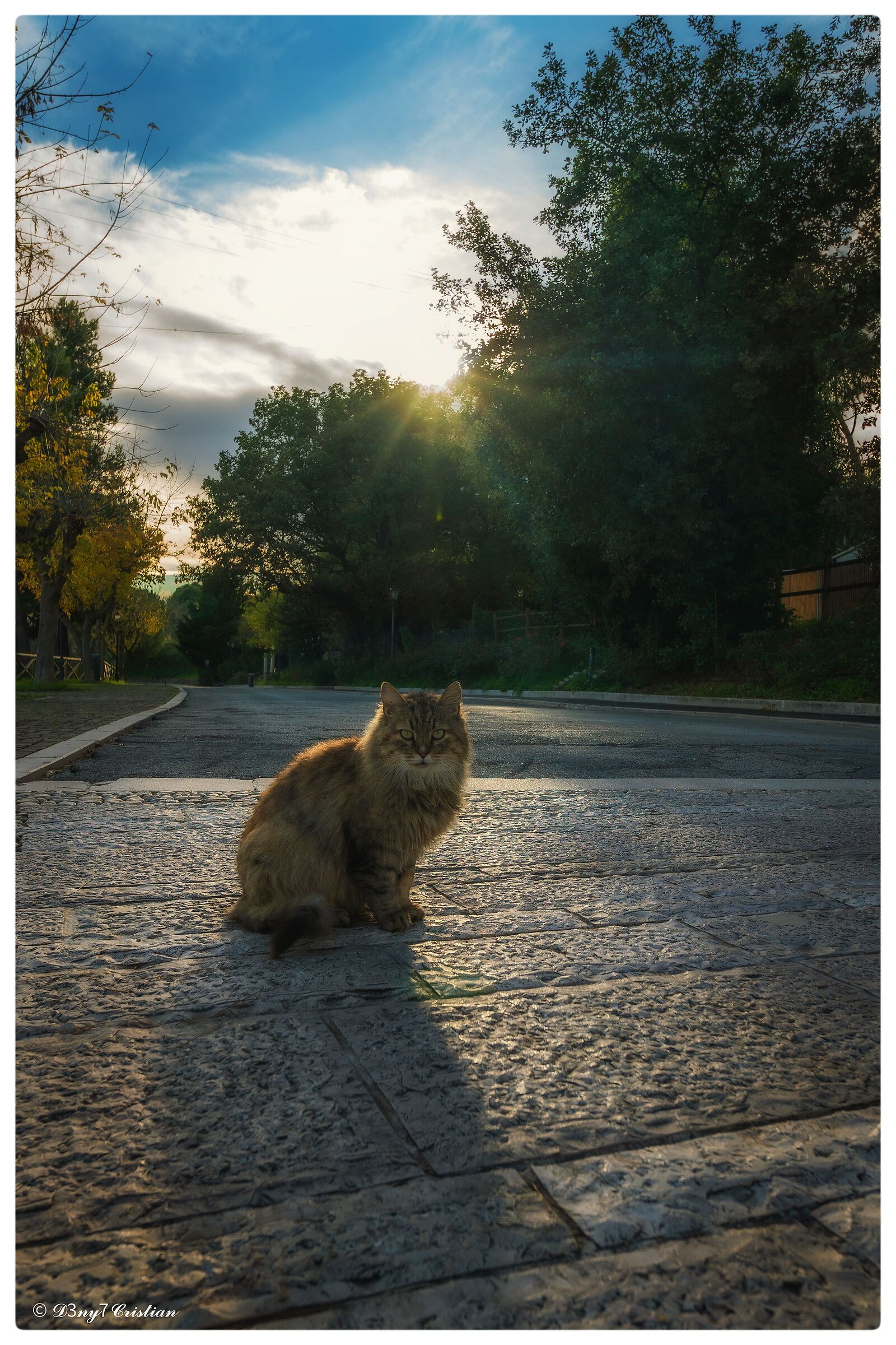Cat at sunset......