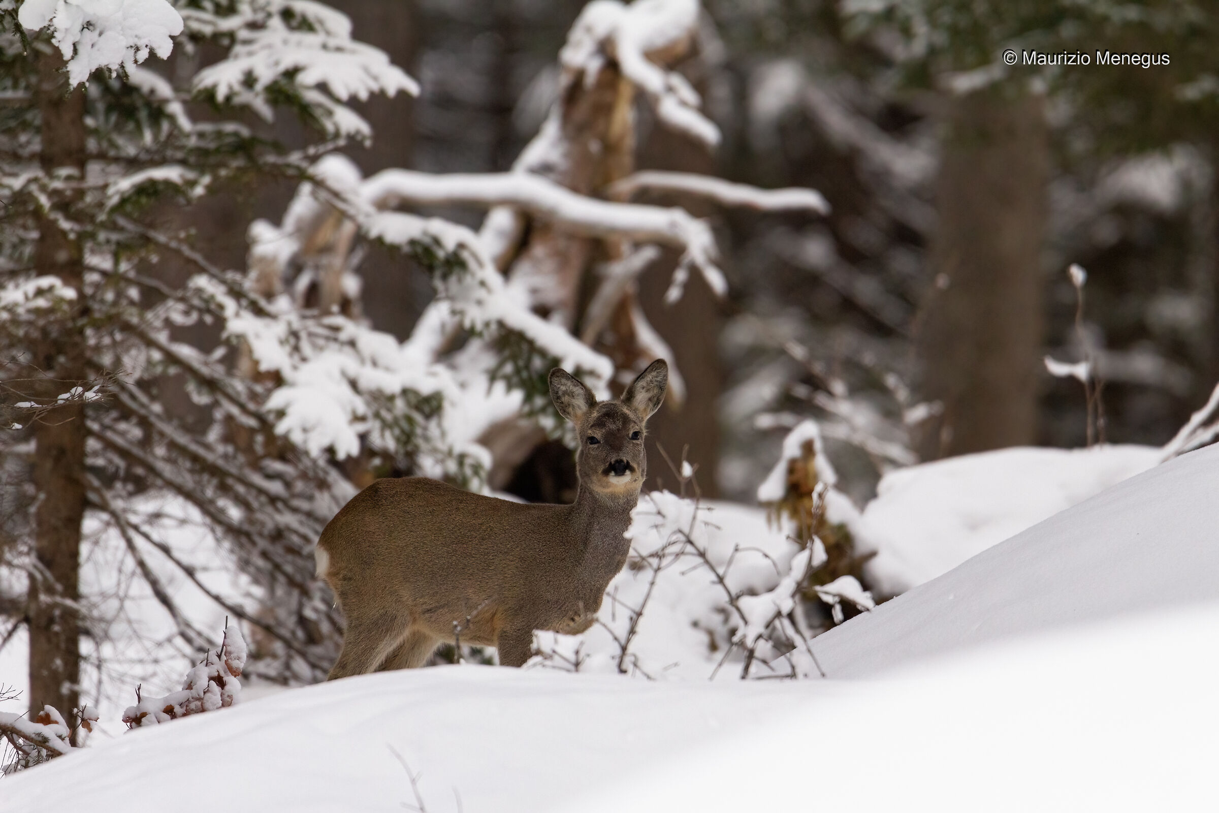 Female roe deer in the snow...