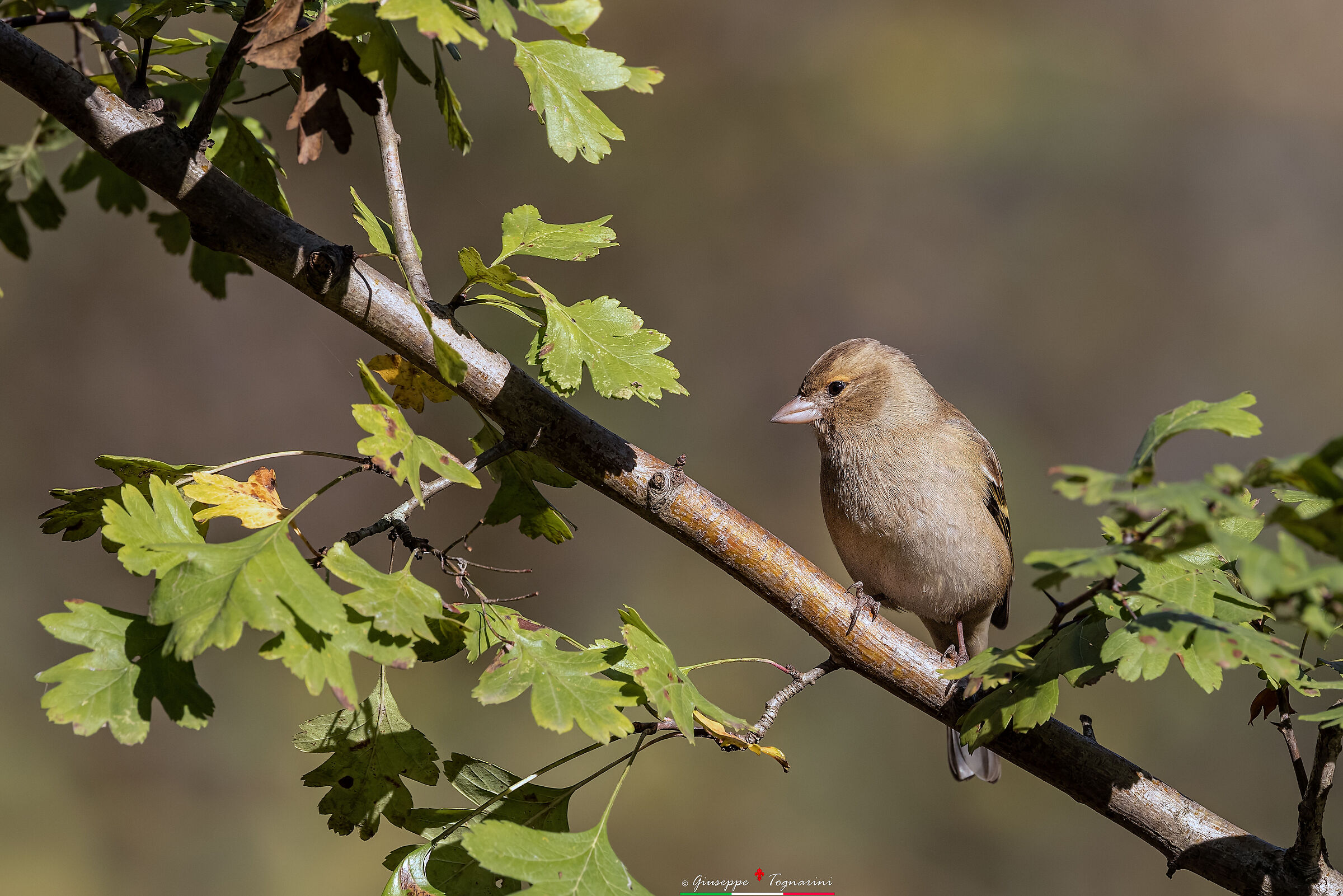 The chaffinch on the branch...