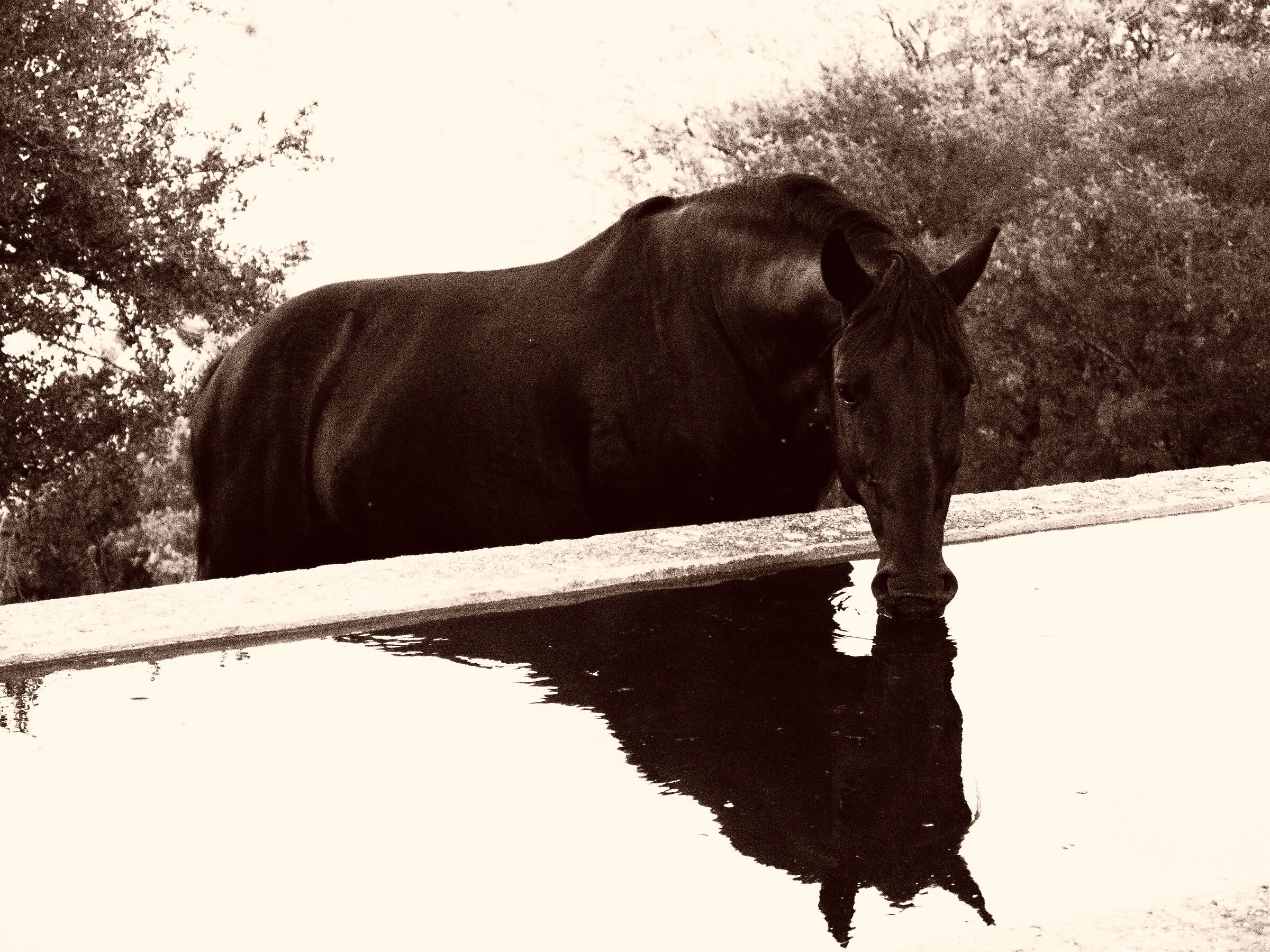Tolfetano horse at the watering hole...
