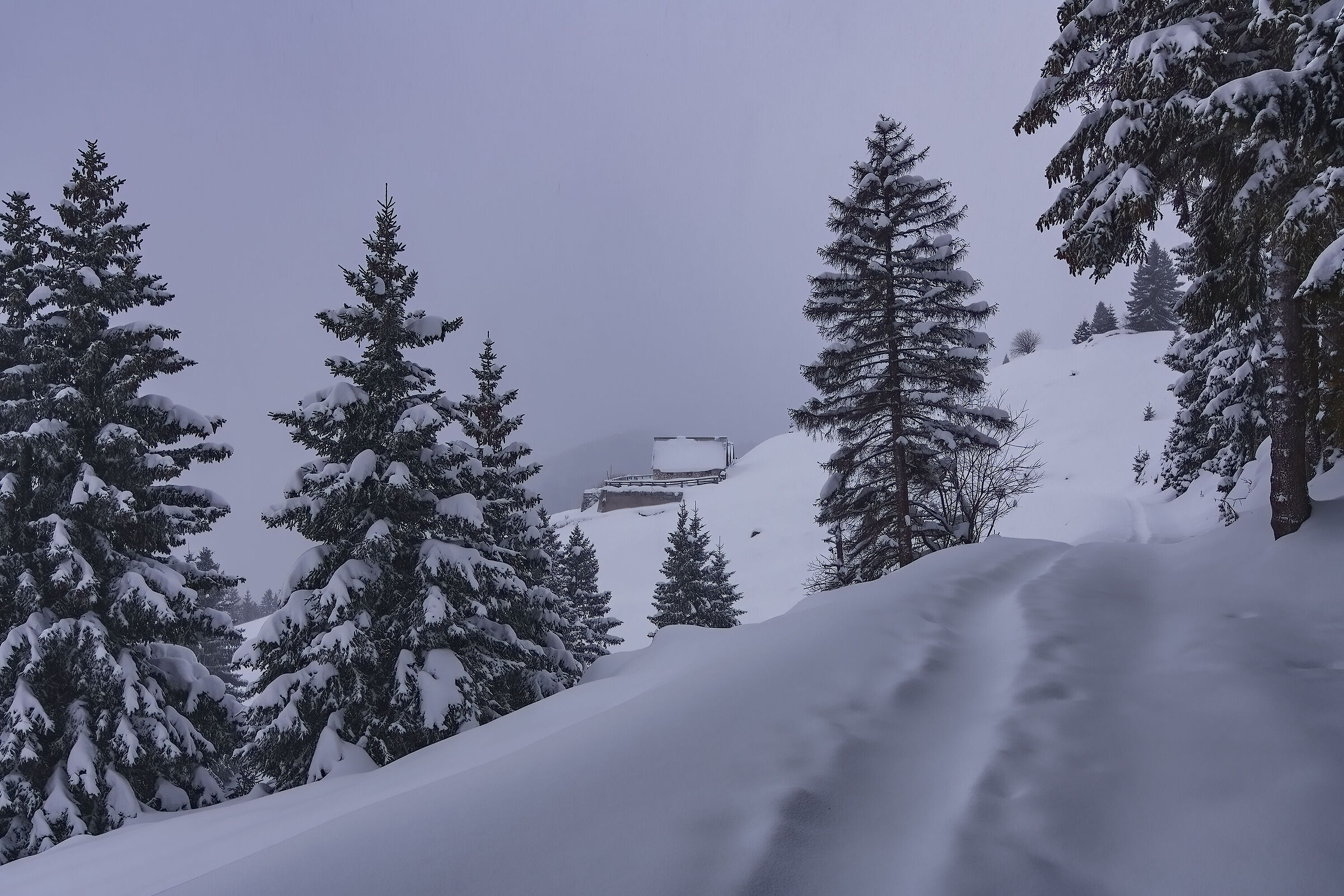 Towards the malga (malga Larice - Montasio)...