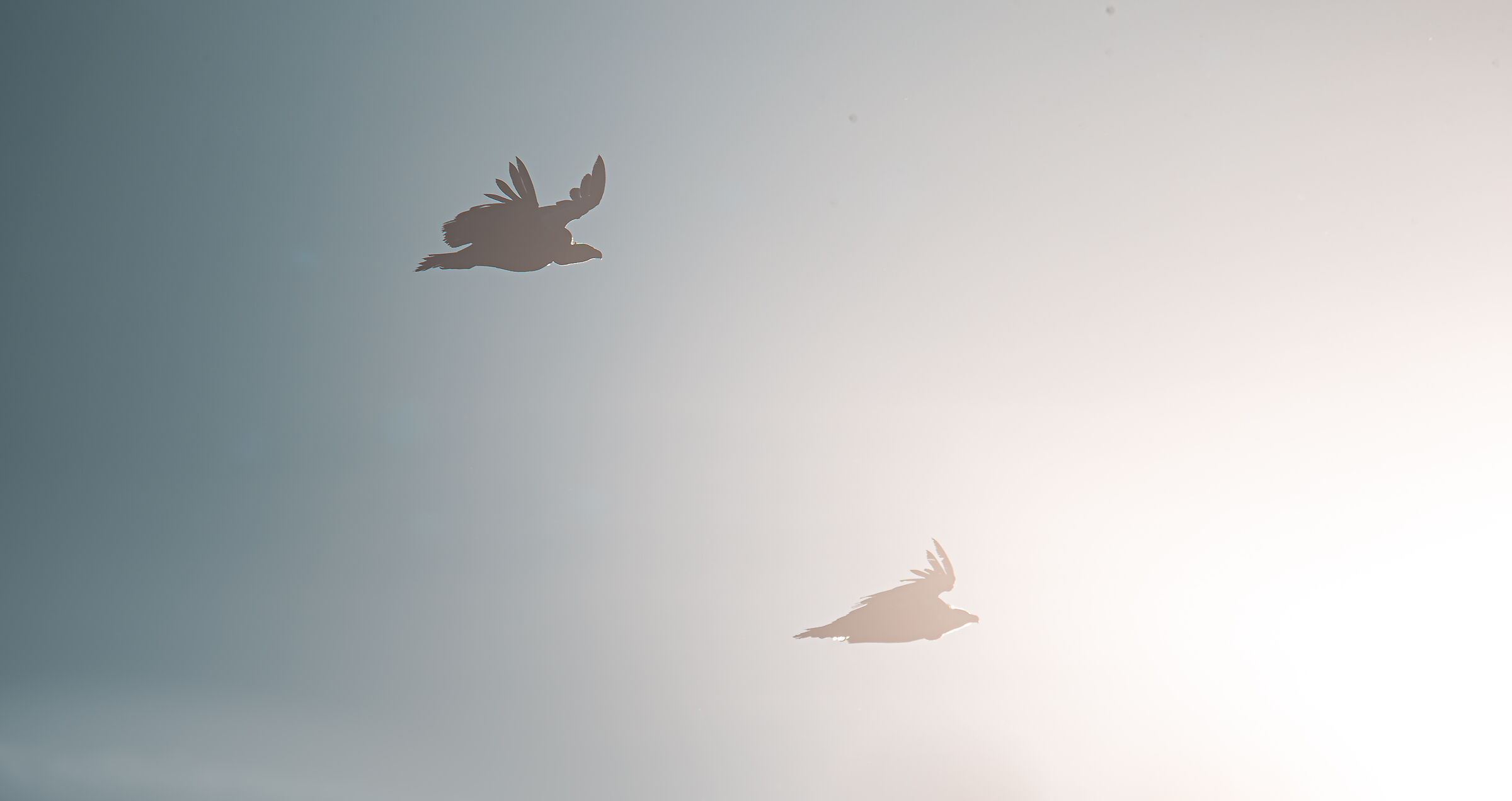 Silhouette of griffins...