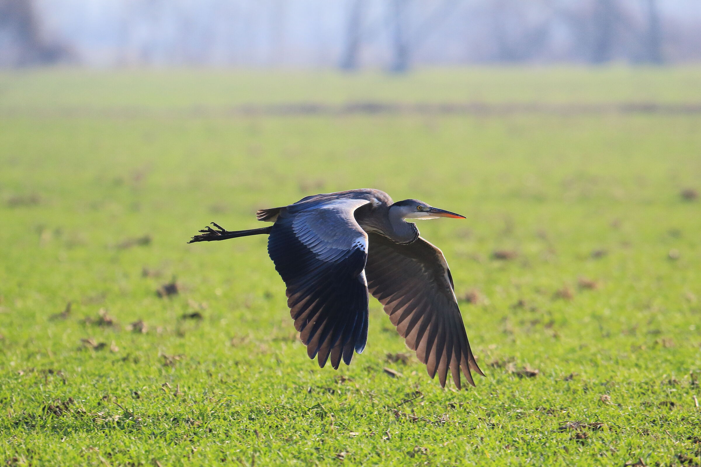 Grey heron in grazing flight...