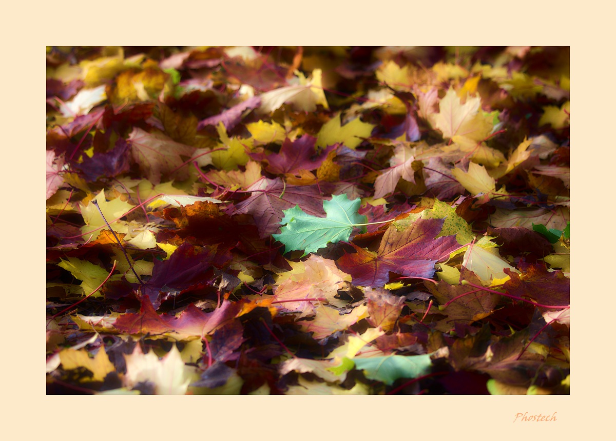 Autumn confetti...