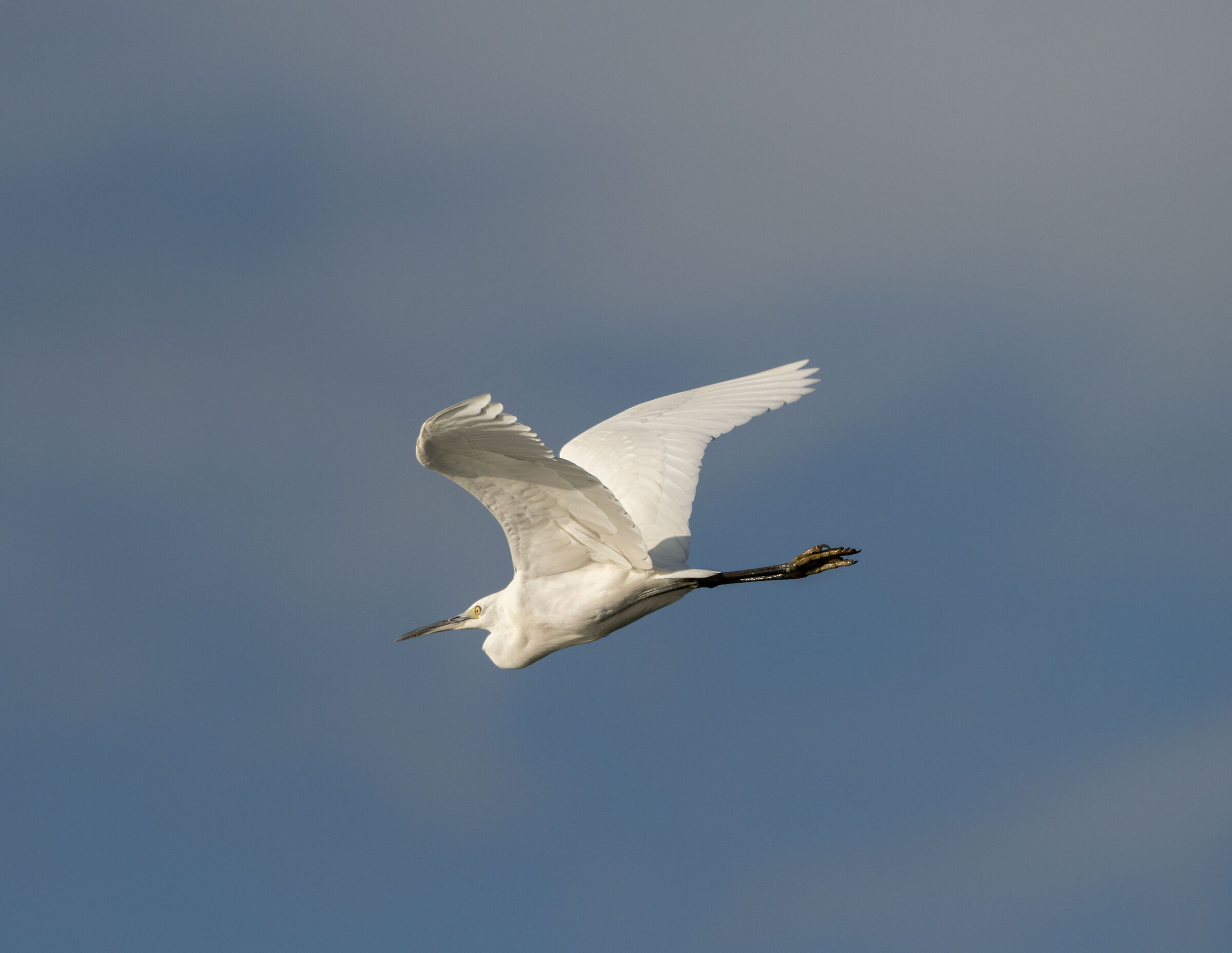 The flight of the egret...