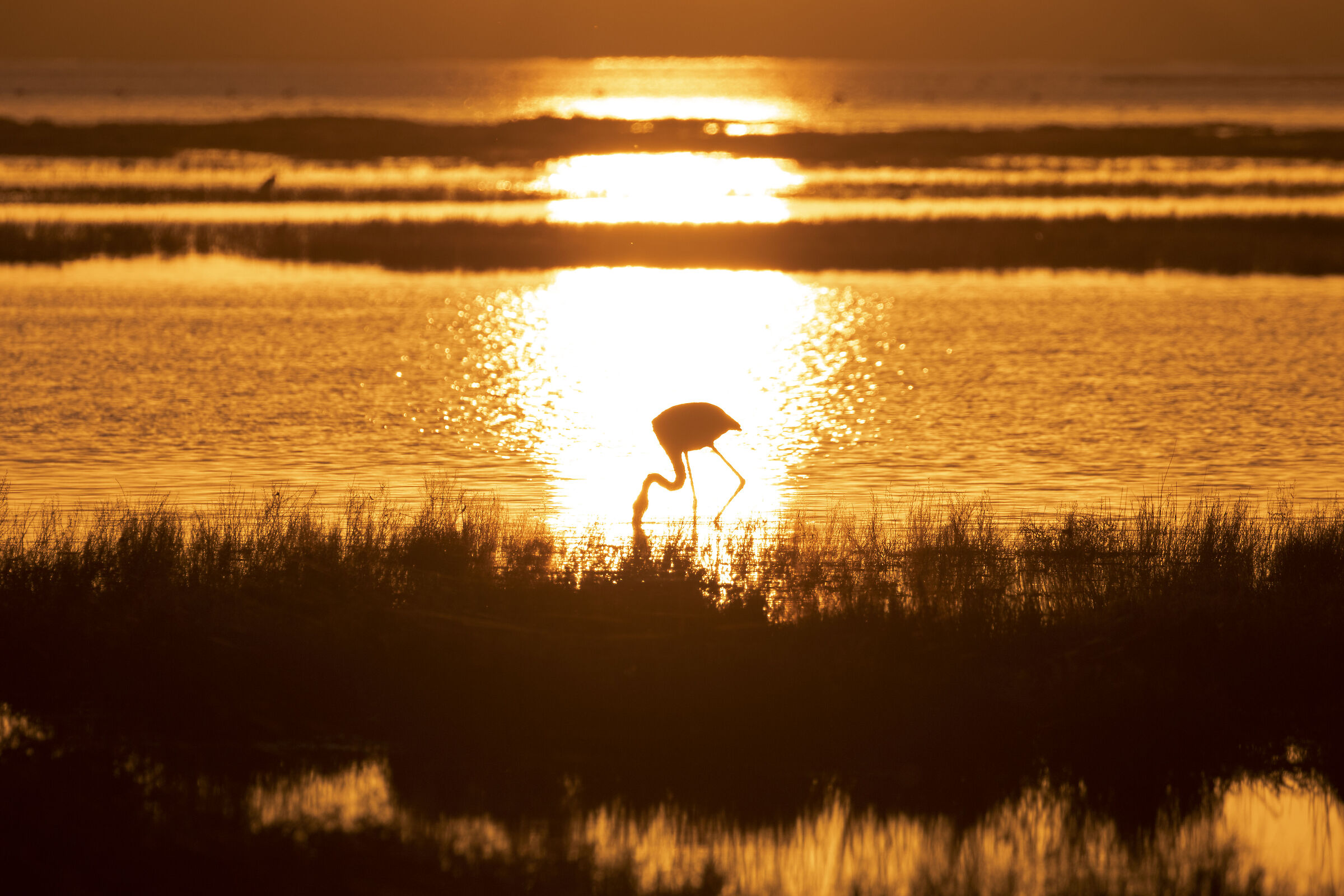 Flamingo at sunset...