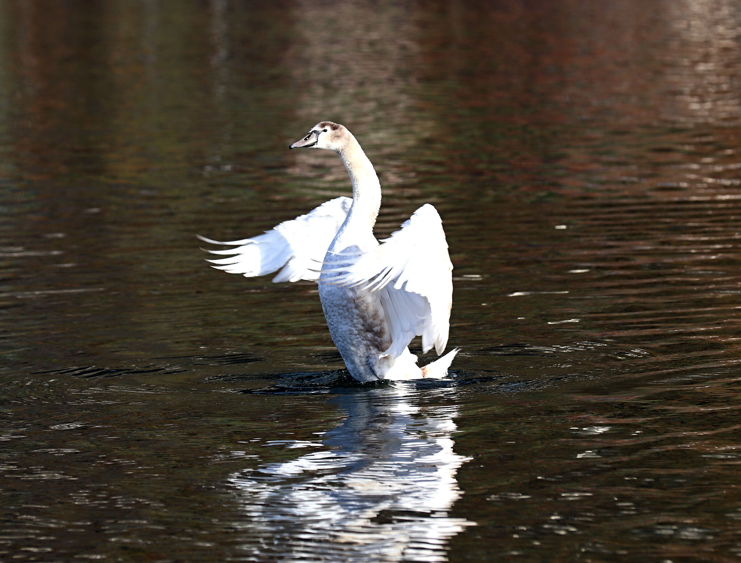 the swan dance...