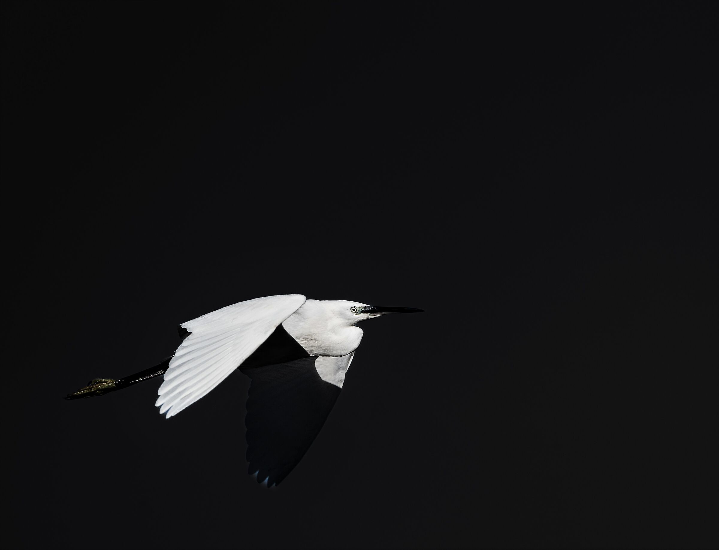 Chiaroscuro egret...