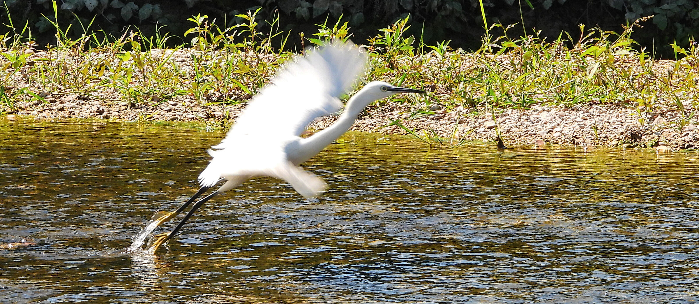 Egret takes flight...