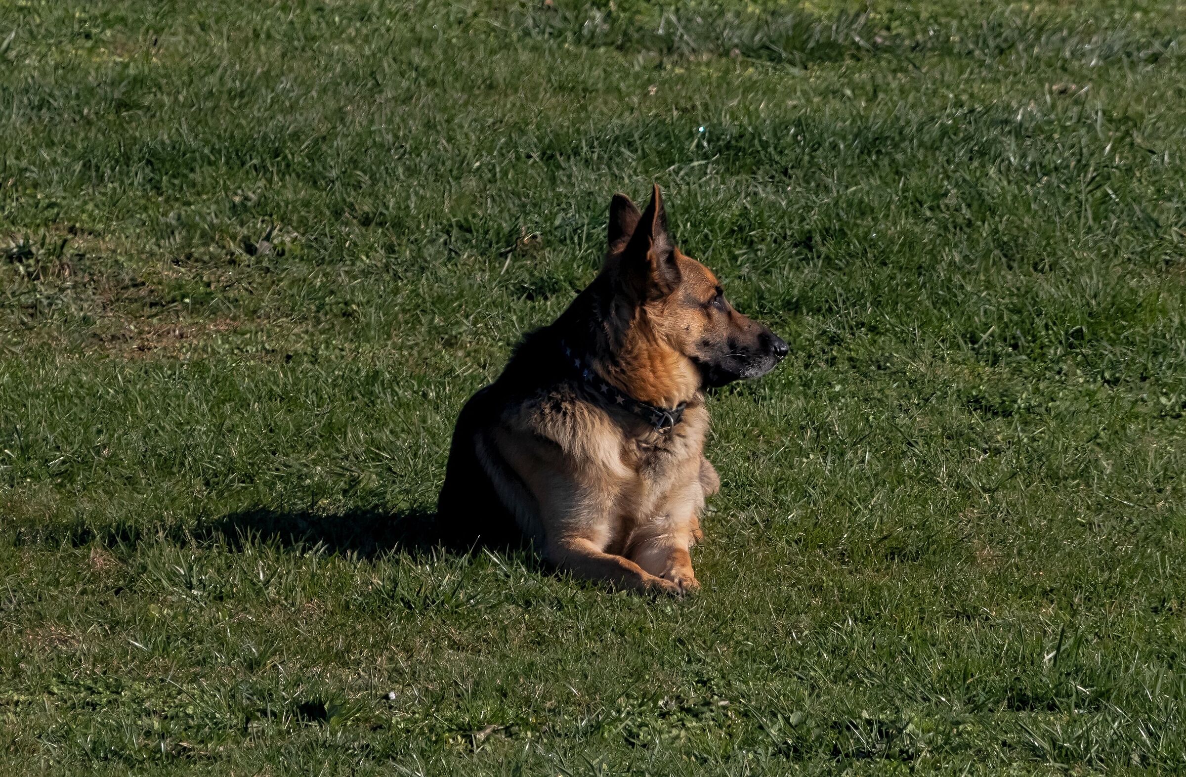 German Shepherd Dog 6/12/2021...