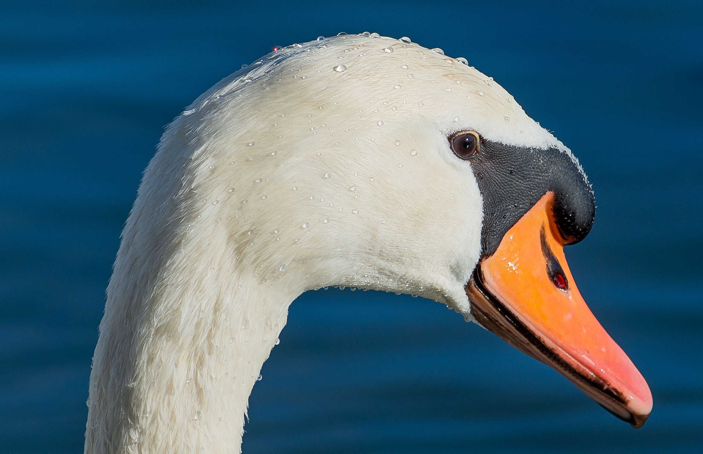 Swan portrait-2...