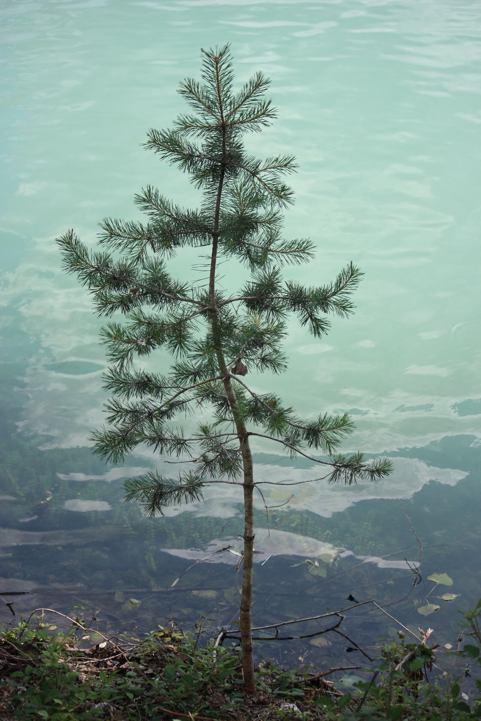 45 trees...