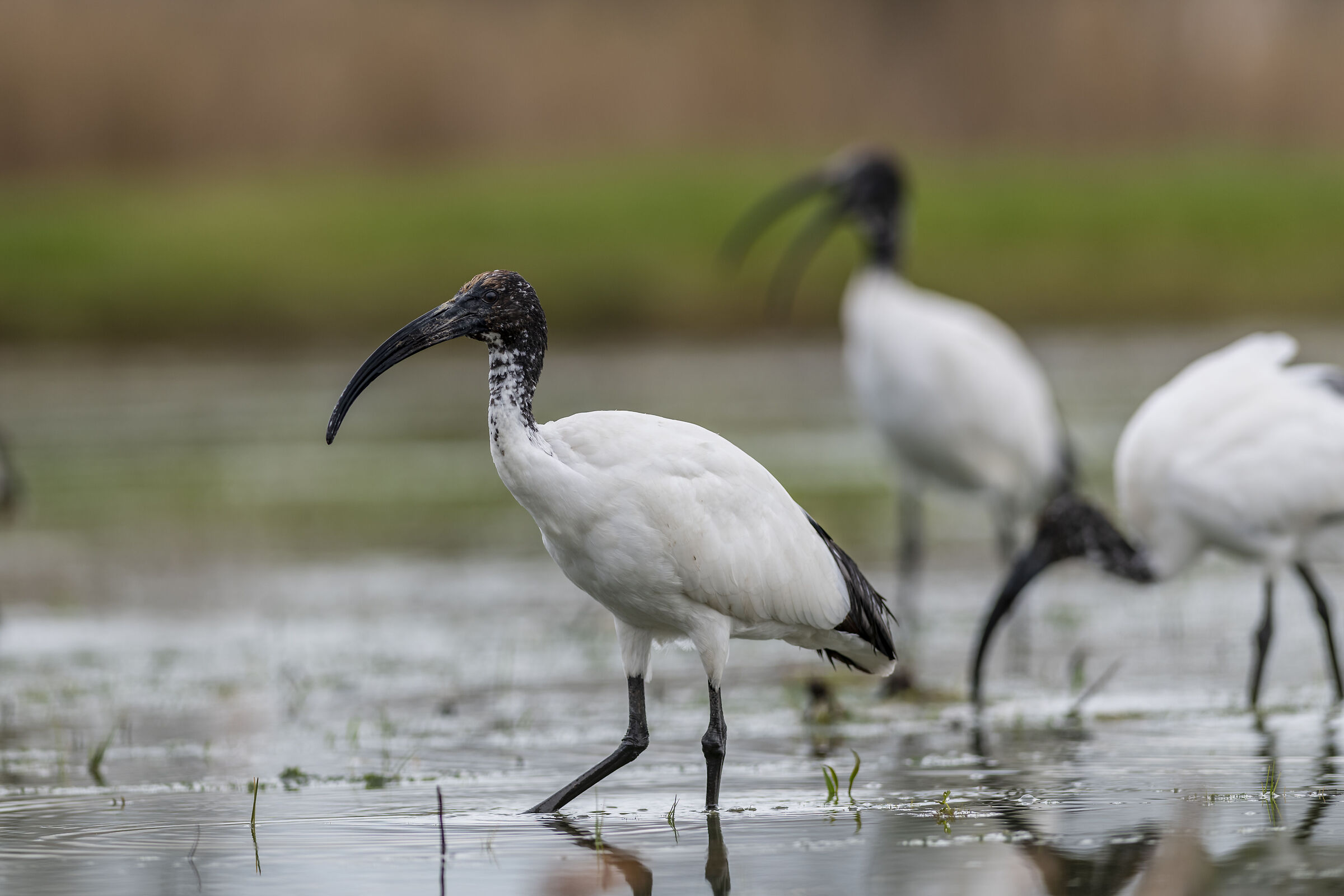 Sacred Ibis...