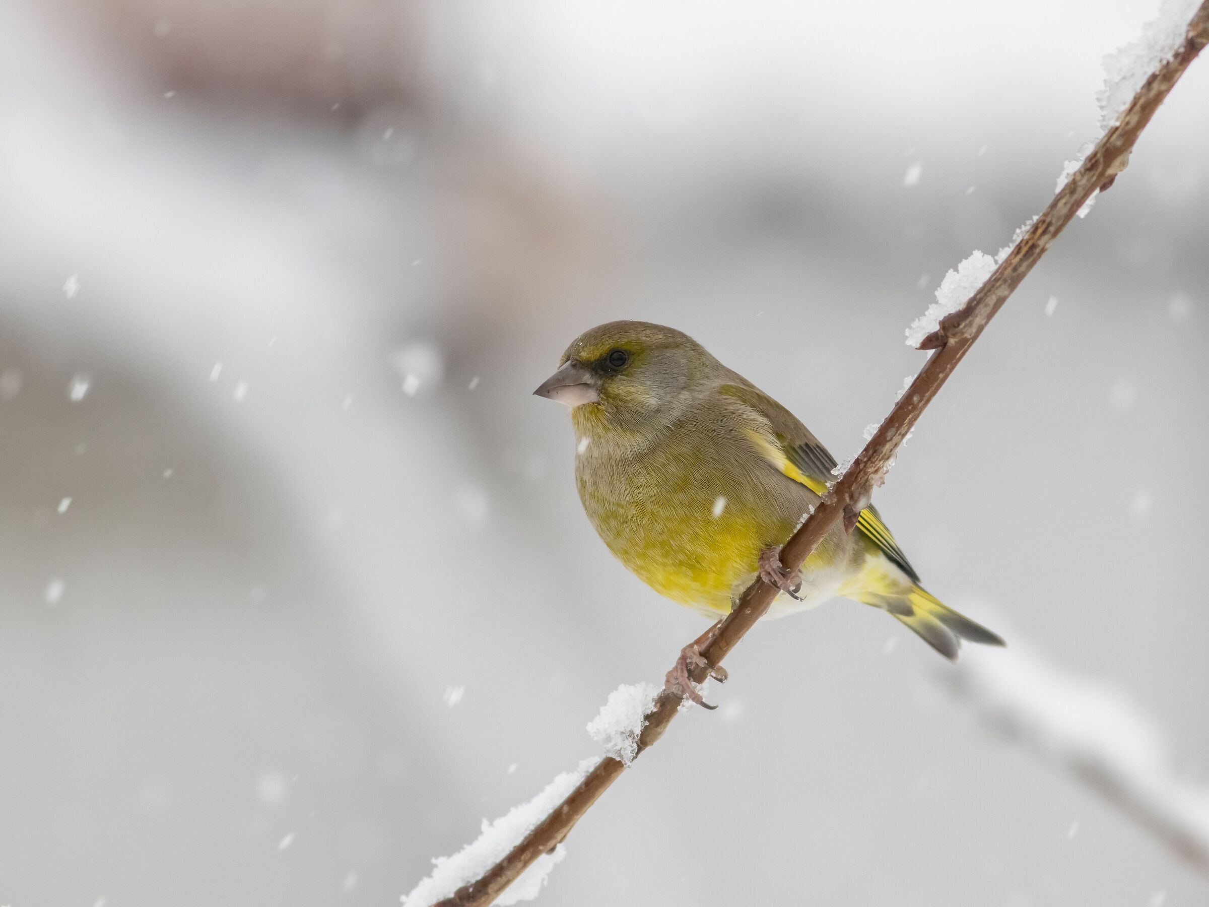 Snow arrives and greenfinches arrive...