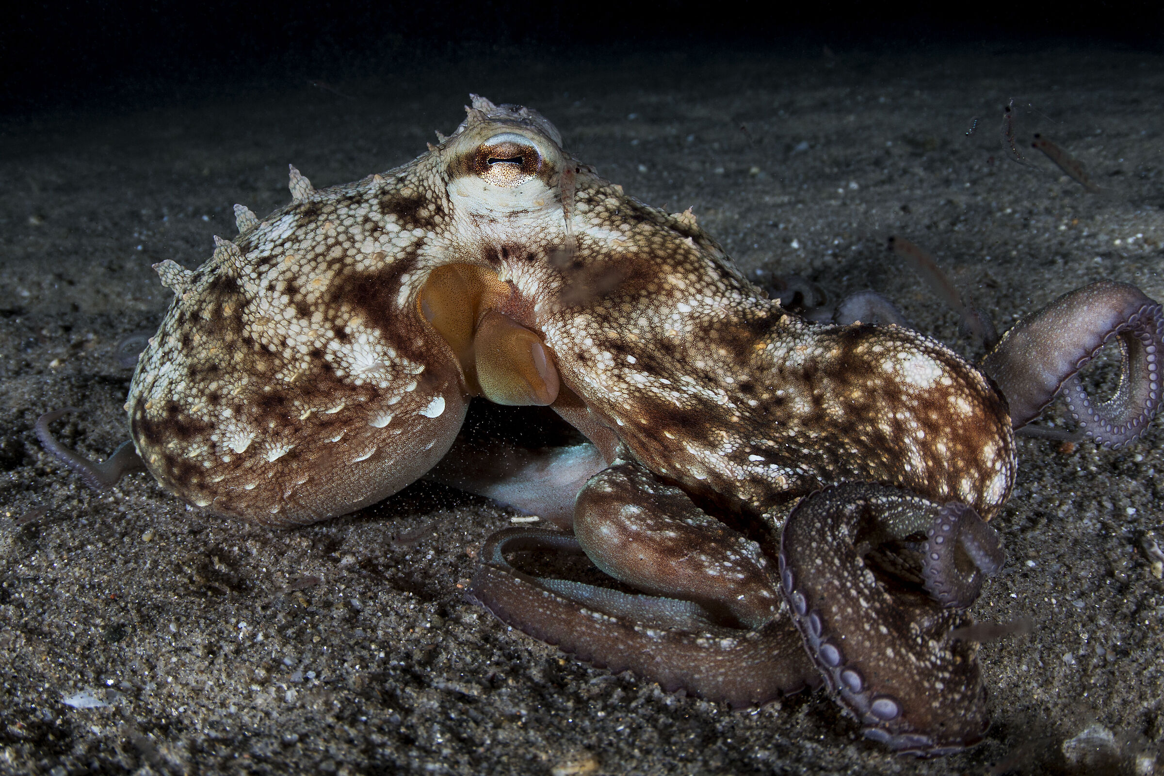 Octopus in night output with contour Krill...