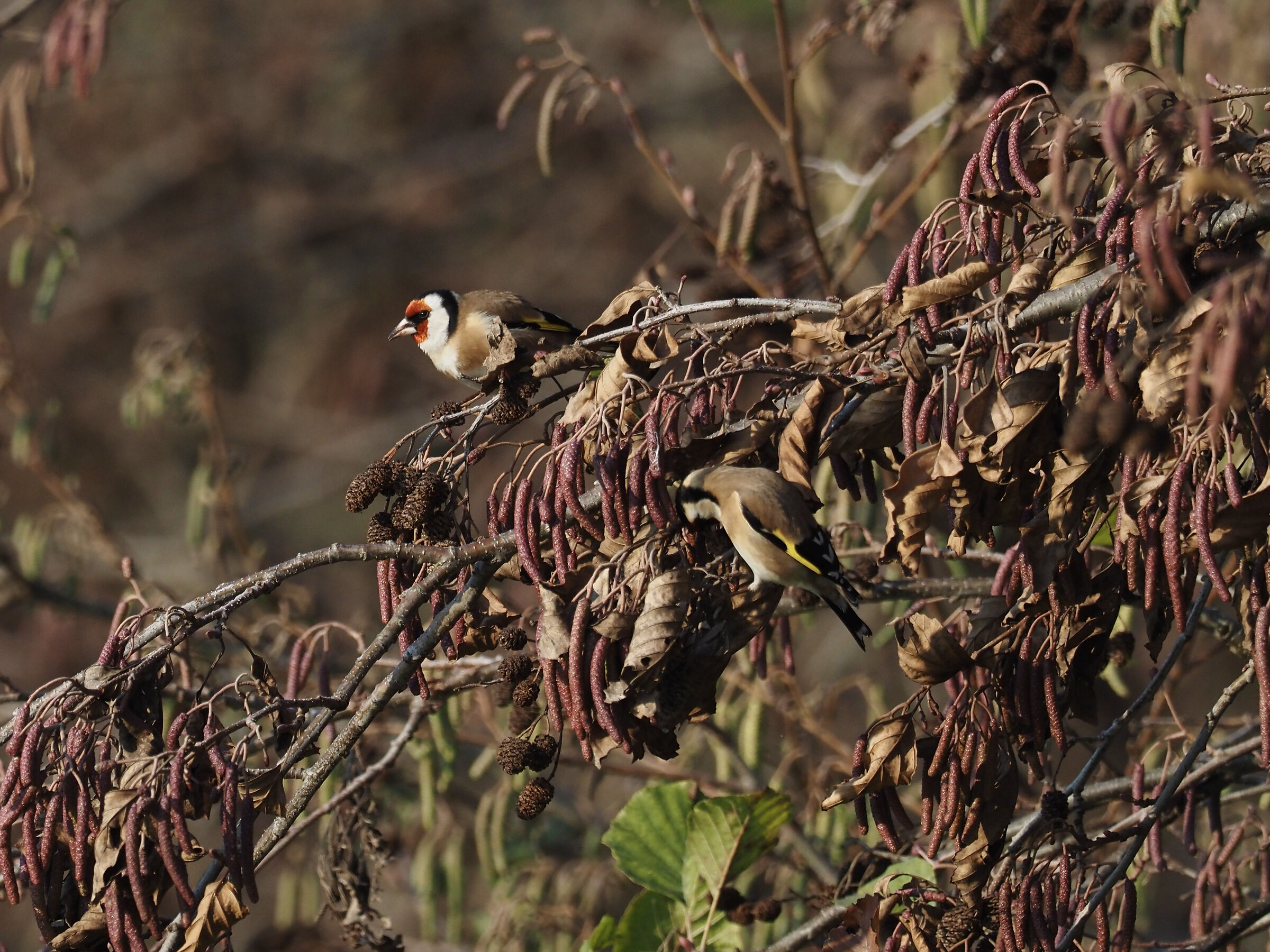 Pair of Goldfinches...