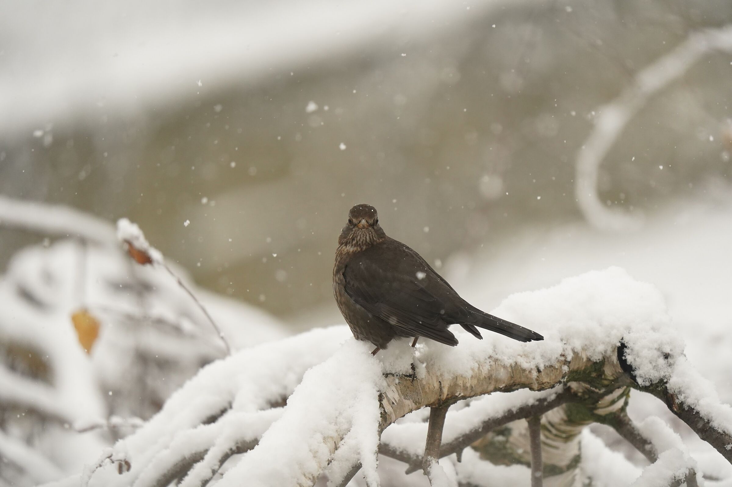 BLACKBIRD (female) under the snow...