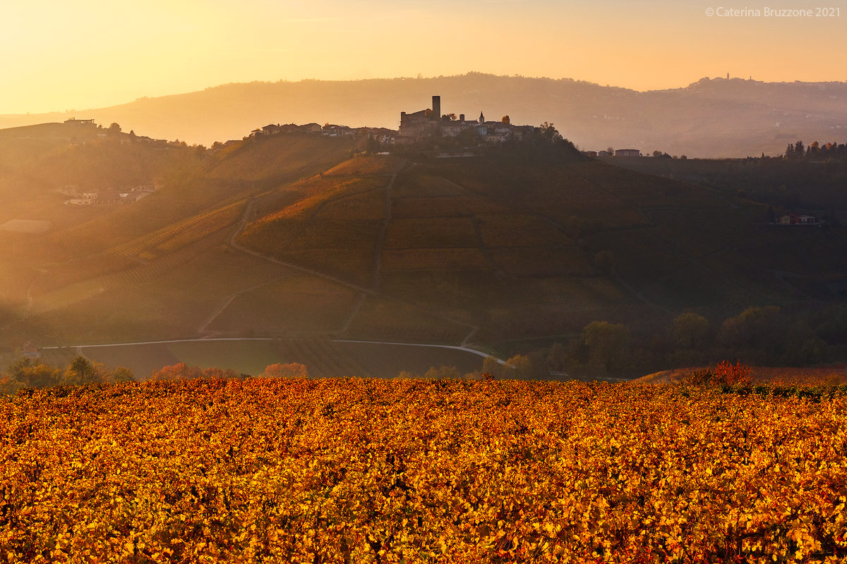 The gold of the Langhe...