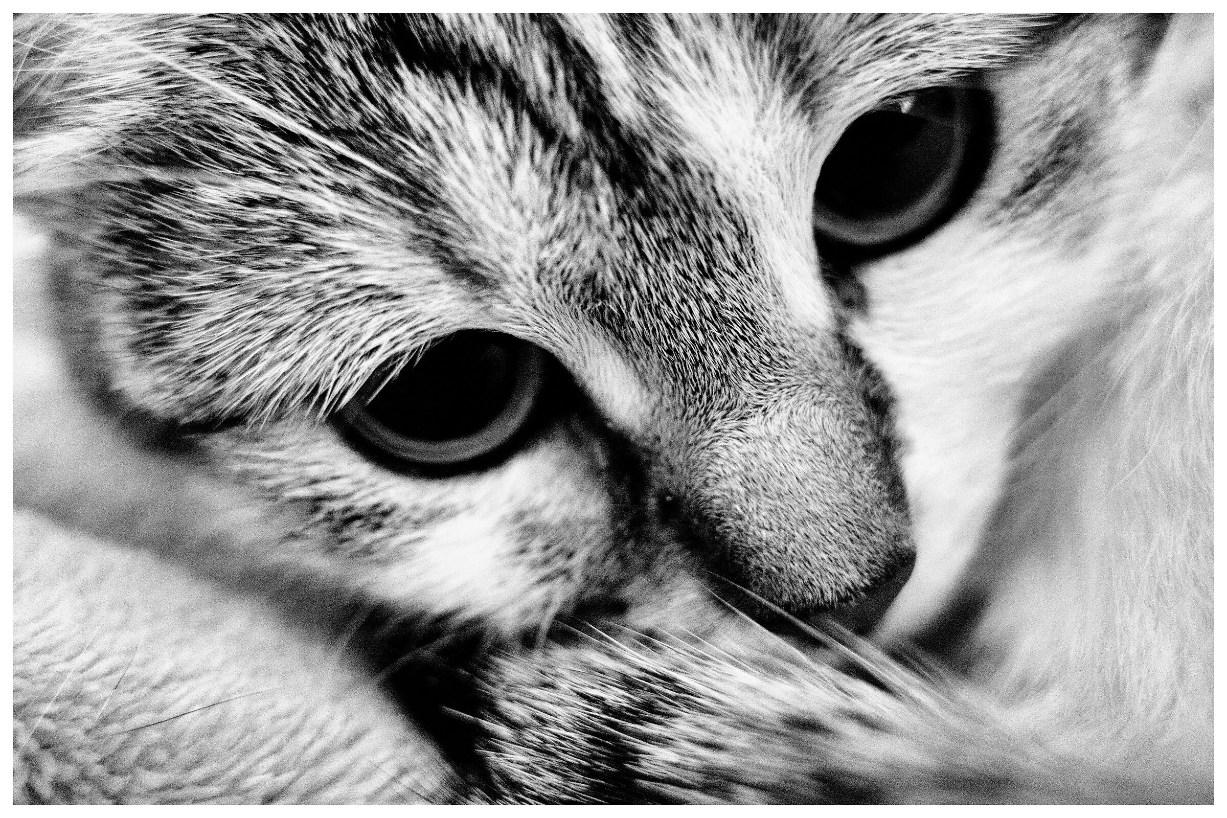 La mia Gattina...