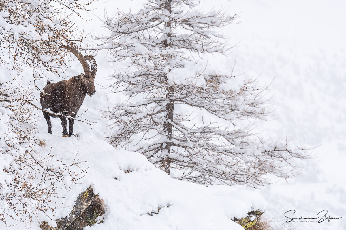 Snowy ibex...