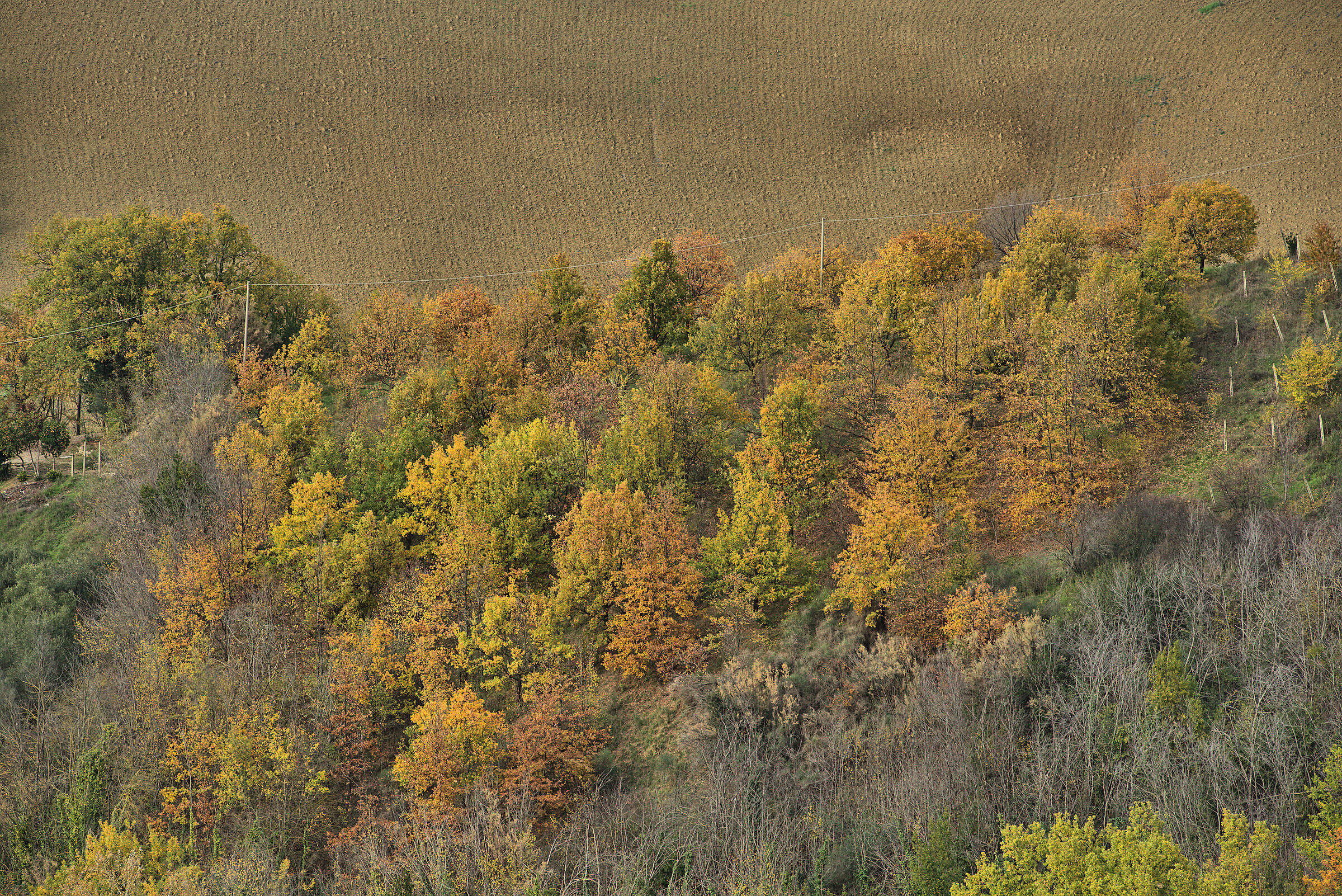 Campagna ascolana...