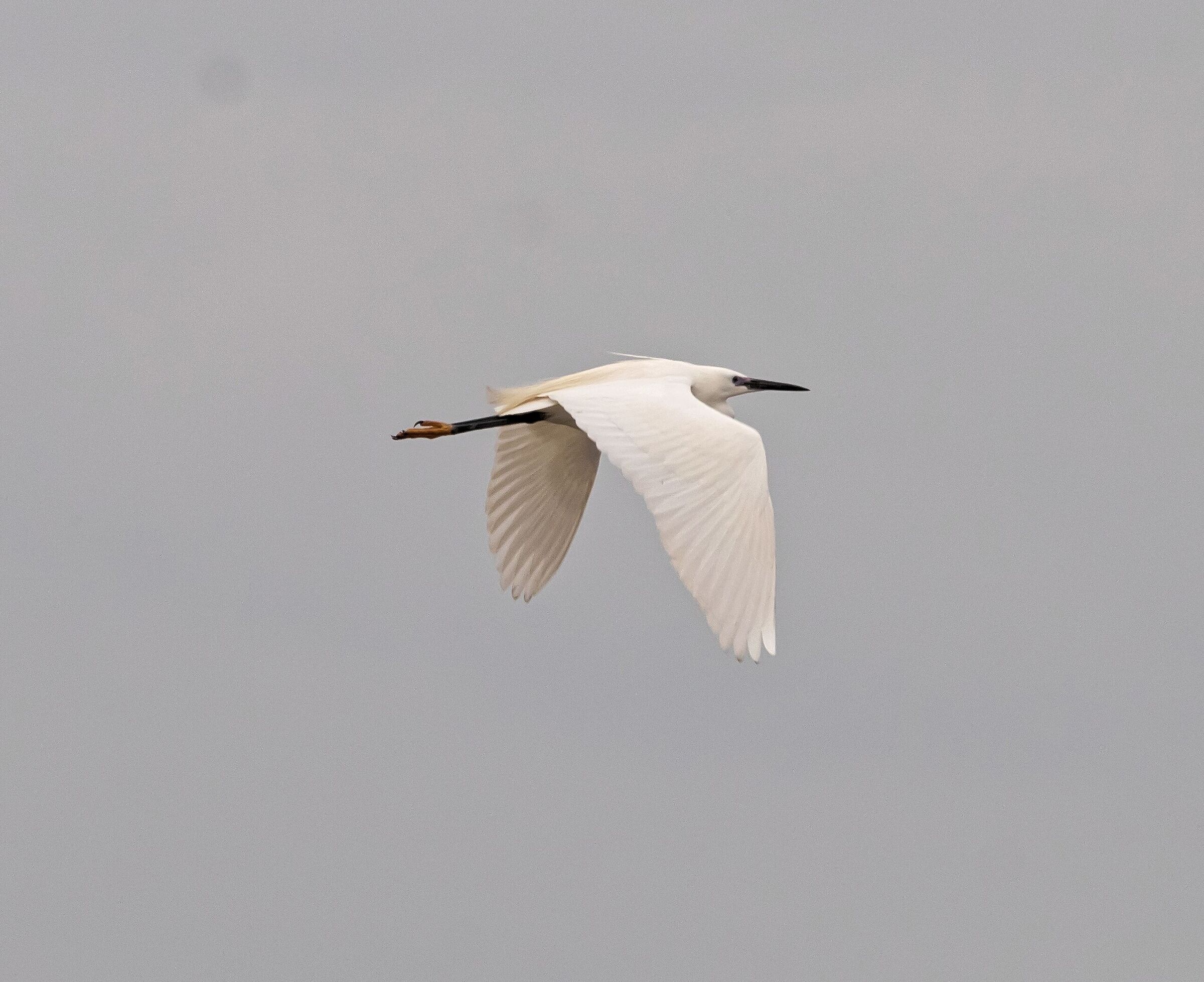 EGRET FLYING IN THE RICE FIELDS 30/04/2021...