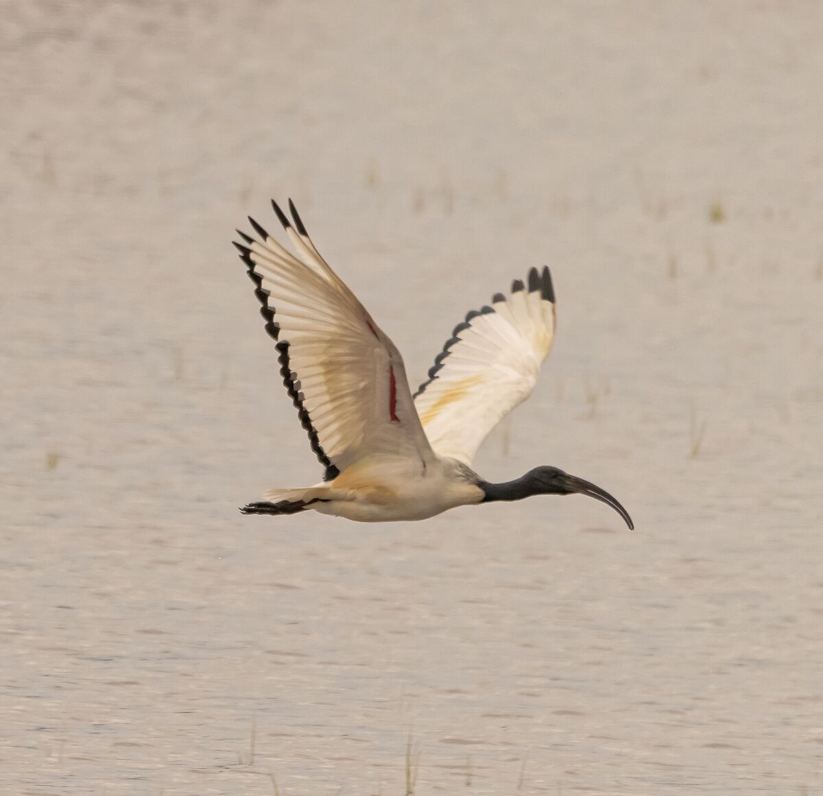 Sacred Ibis flying in the rice fields 30/04/2021...